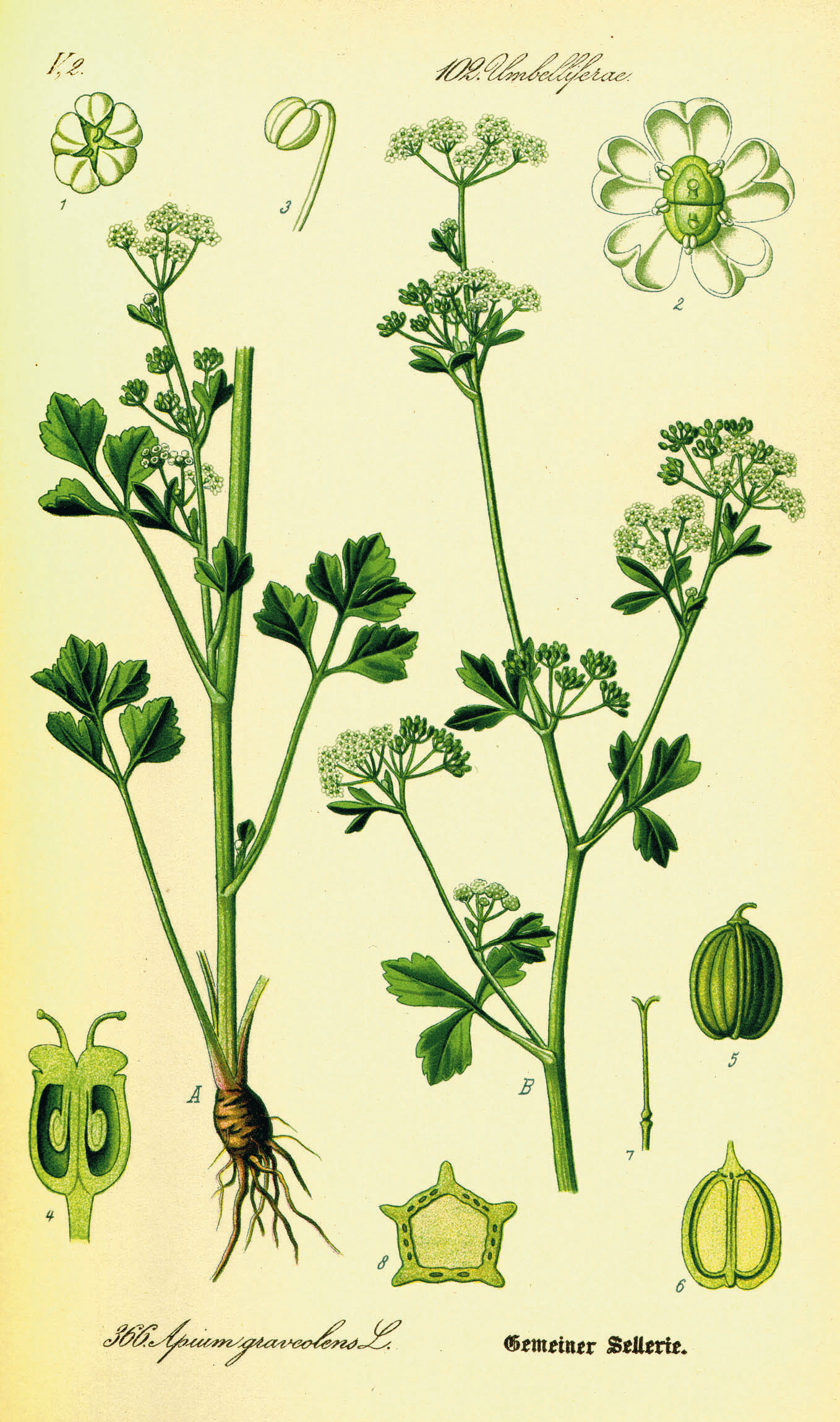 Illustration Apium graveolens0