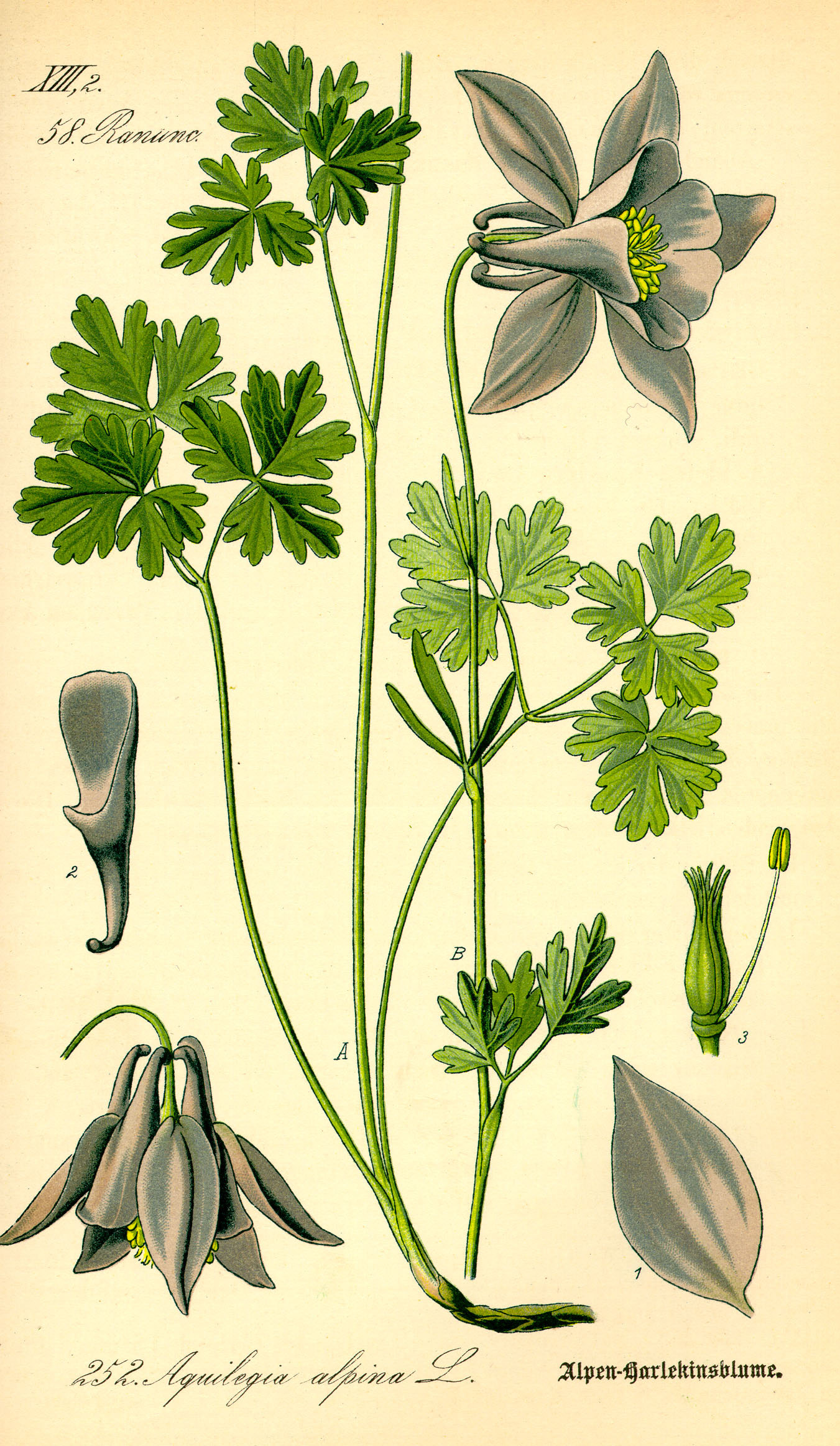 Illustration Aquilegia alpina0