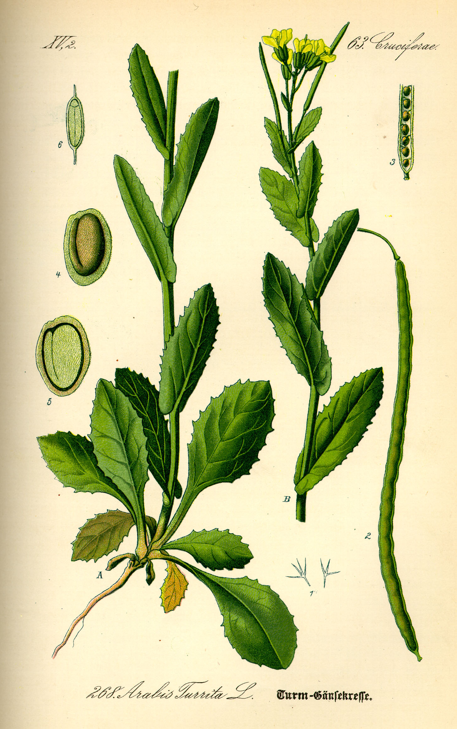 Illustration Arabis turrita0