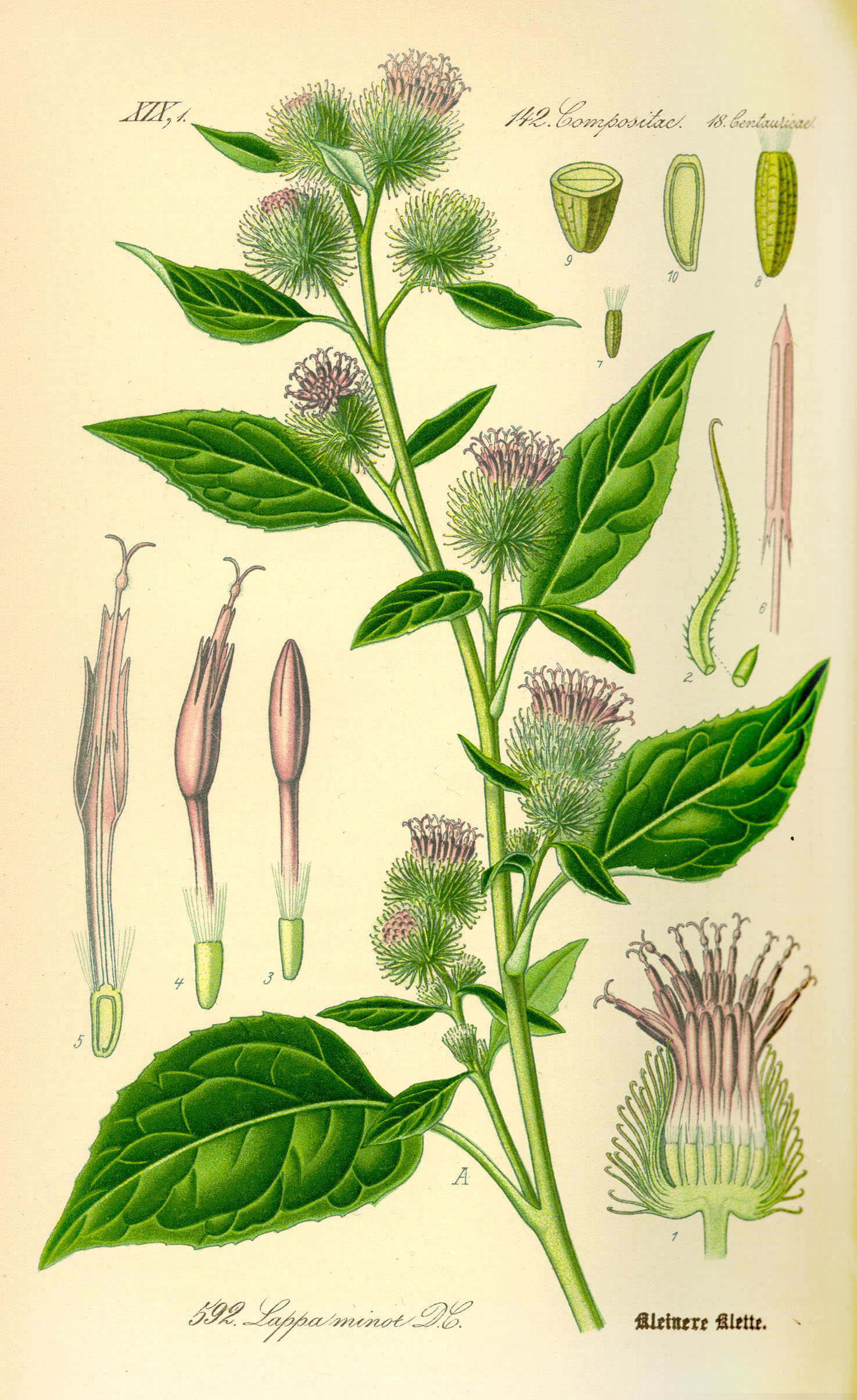 Illustration Arctium minor0