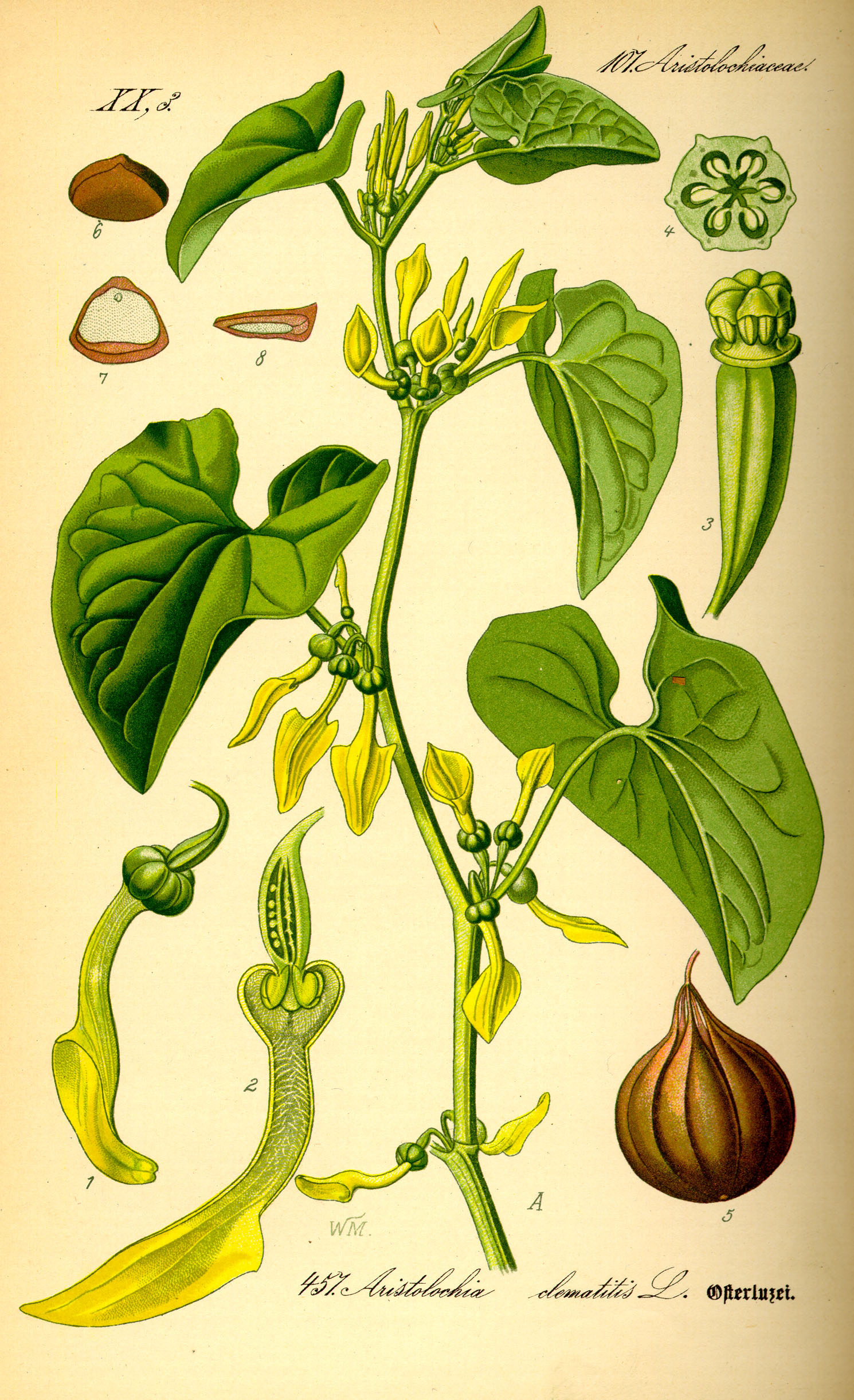 Illustration Aristolochia clematitis0