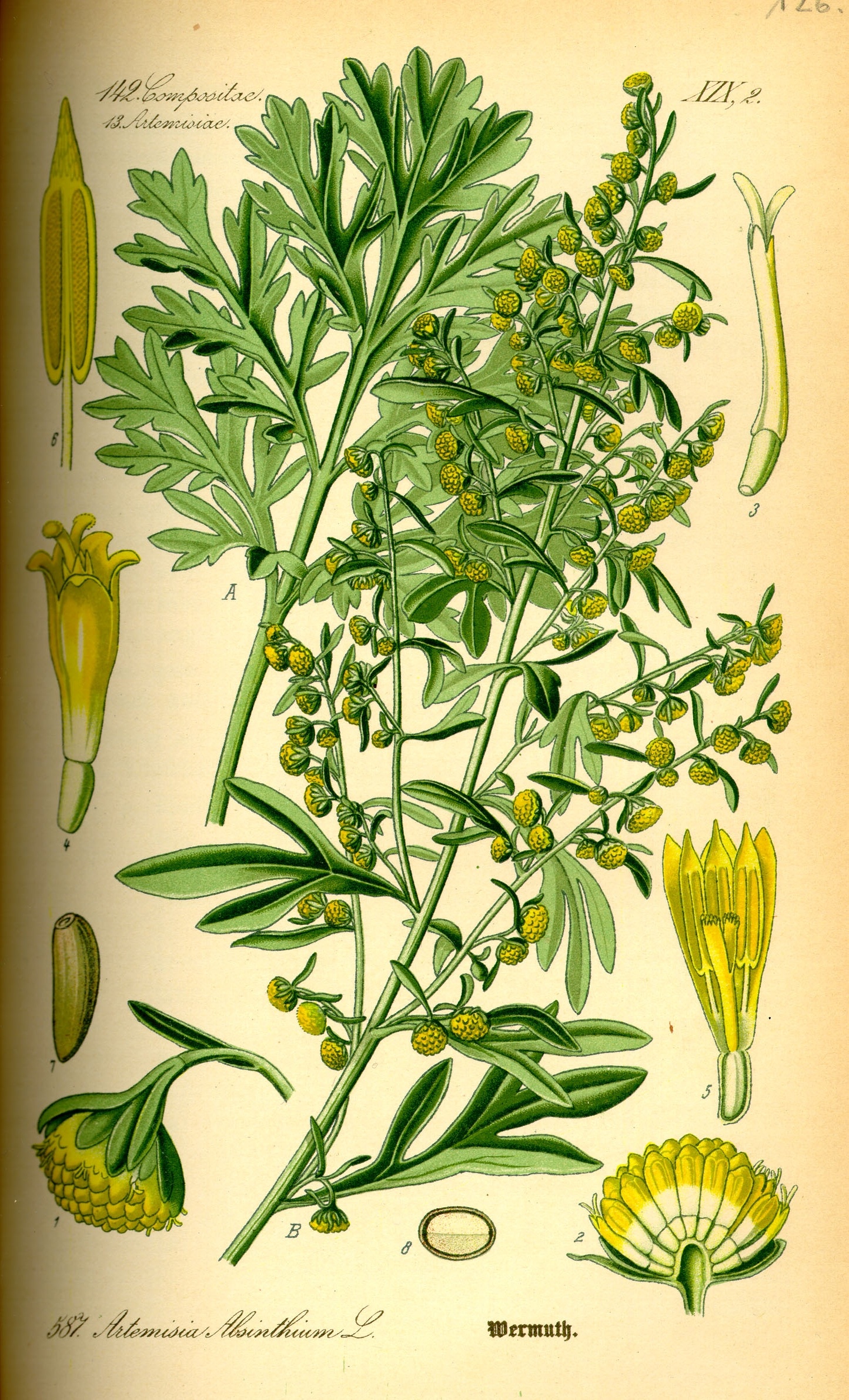 Illustration Artemisia absinthium0