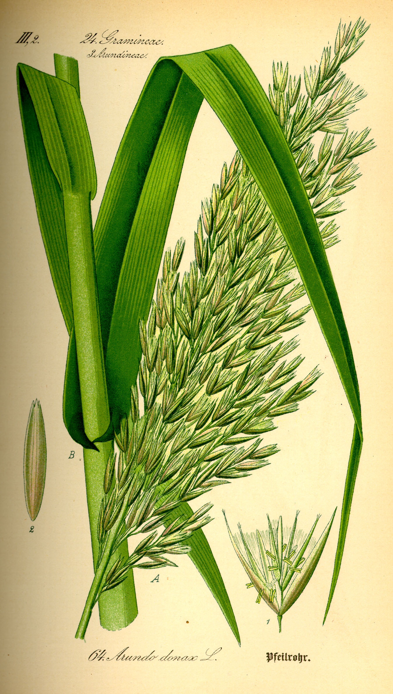Illustration Arundo donax0