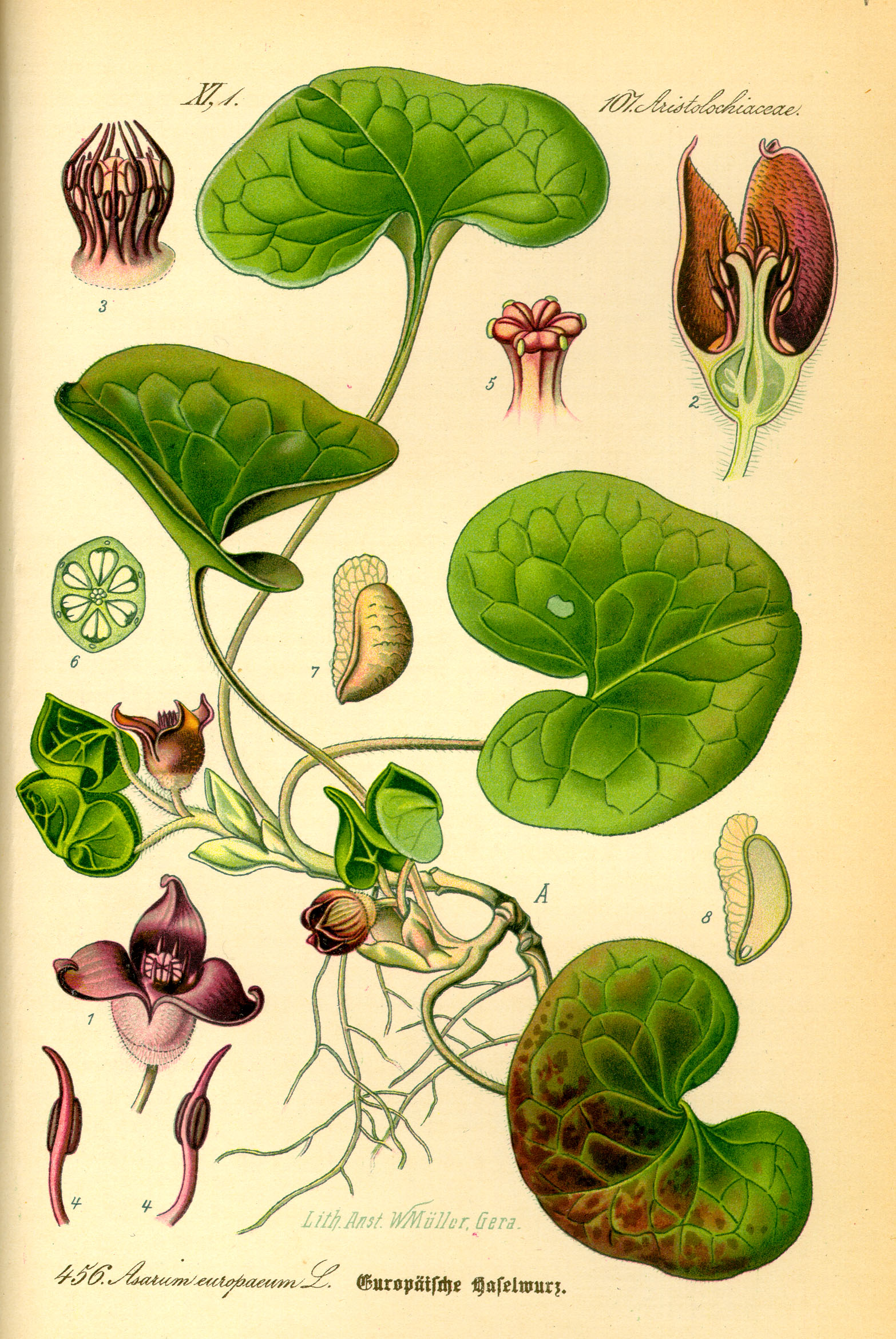 Illustration Asarum europaeum0