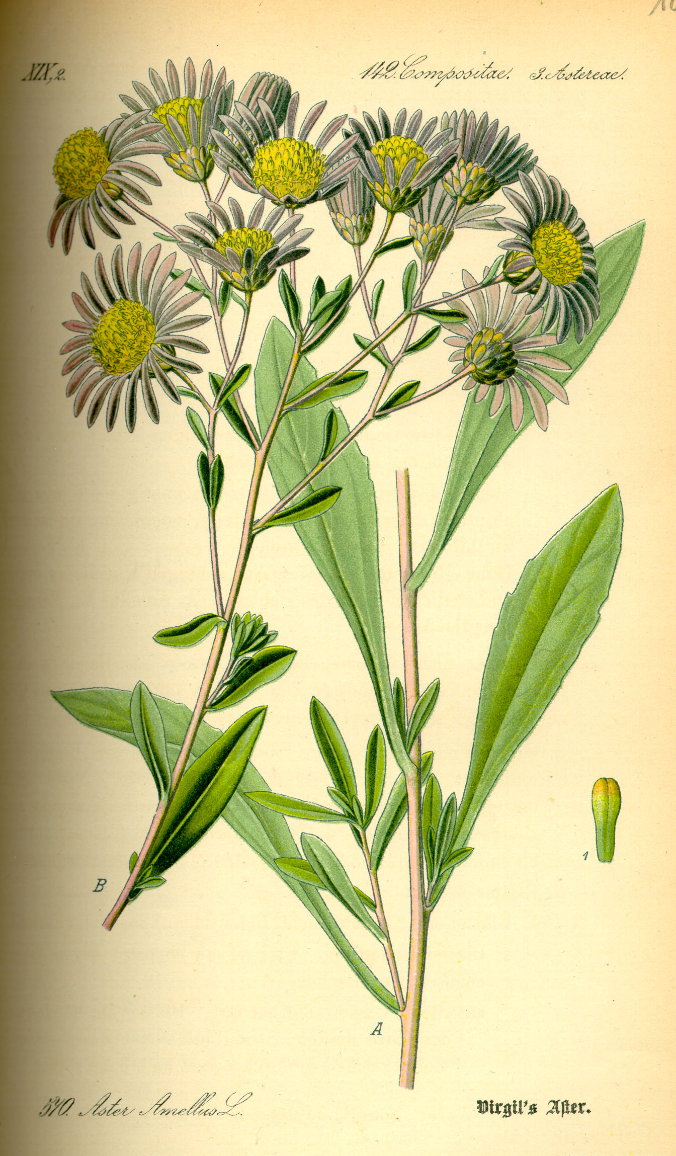 Illustration Aster amellus0