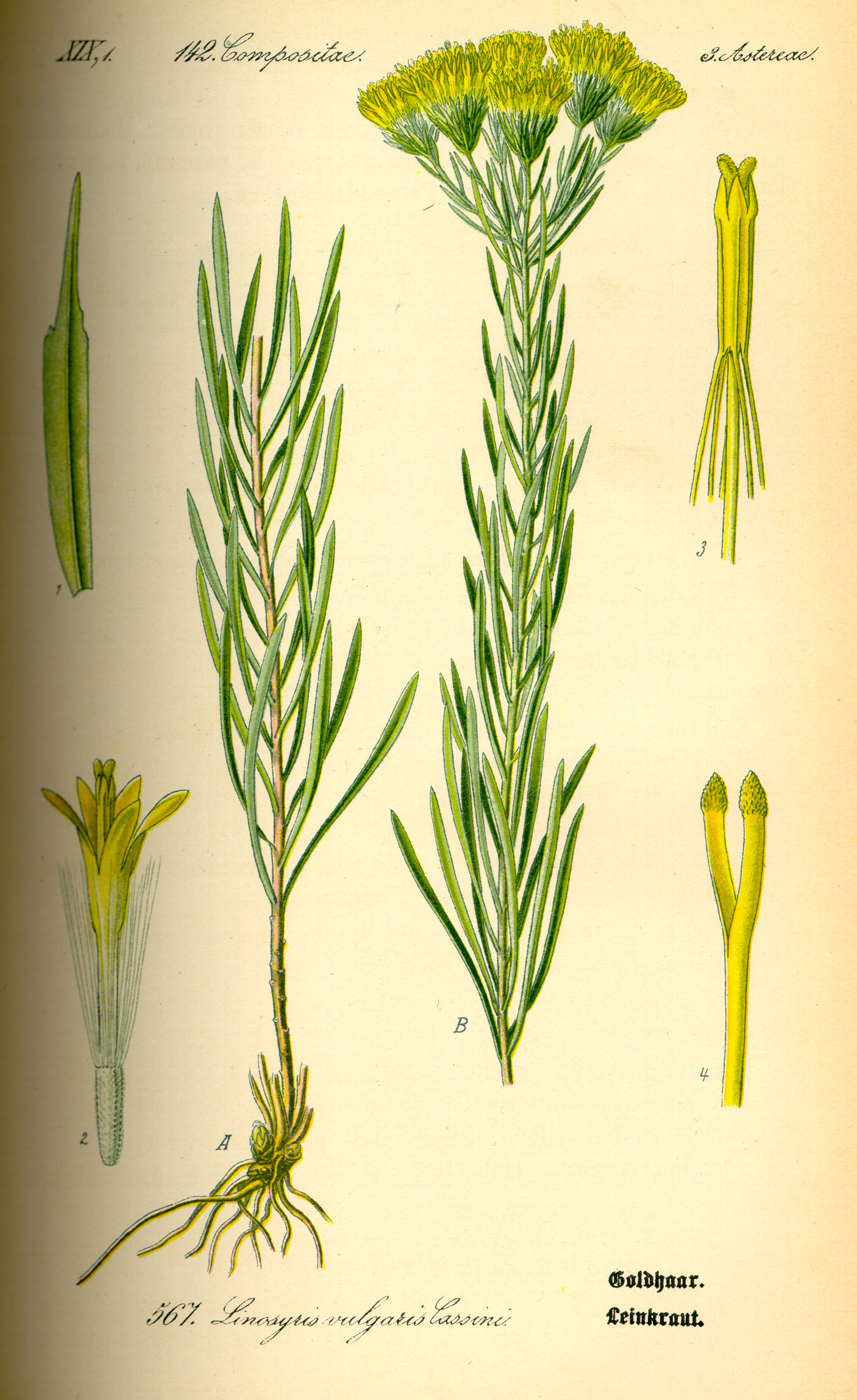 Illustration Aster linosyris0