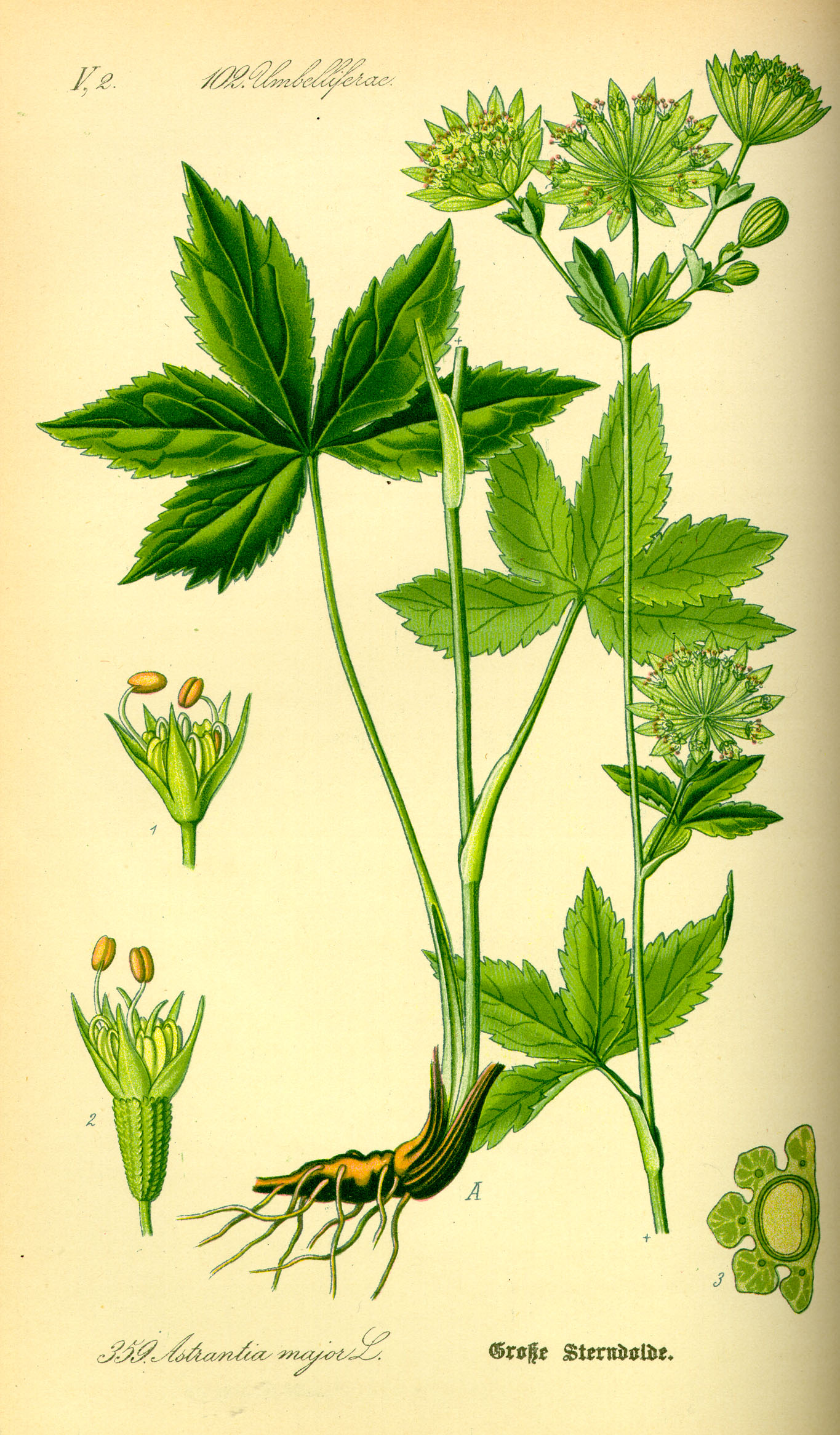 Illustration Astrantia major0