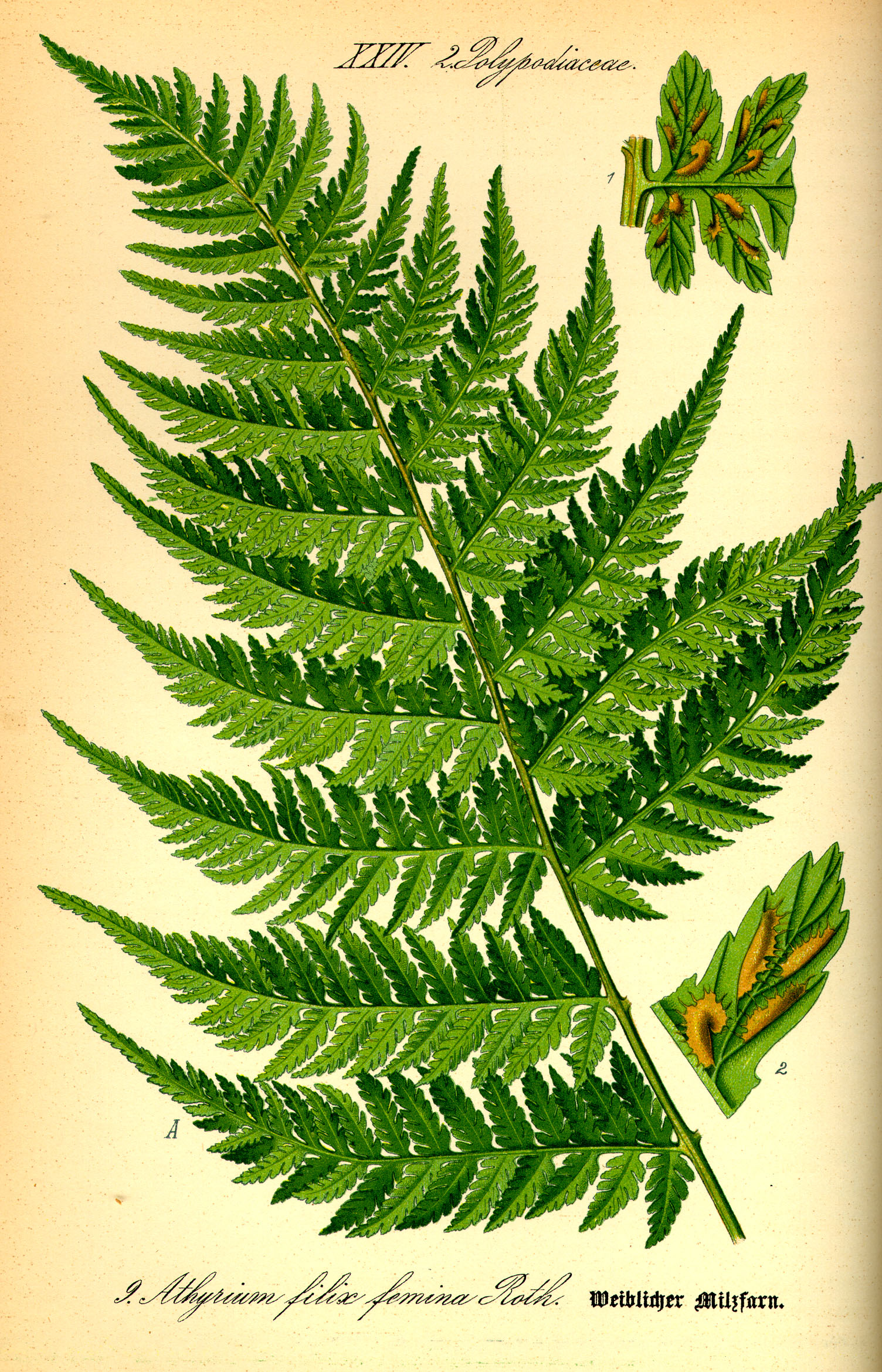 Illustration Athyrium filix-femina0
