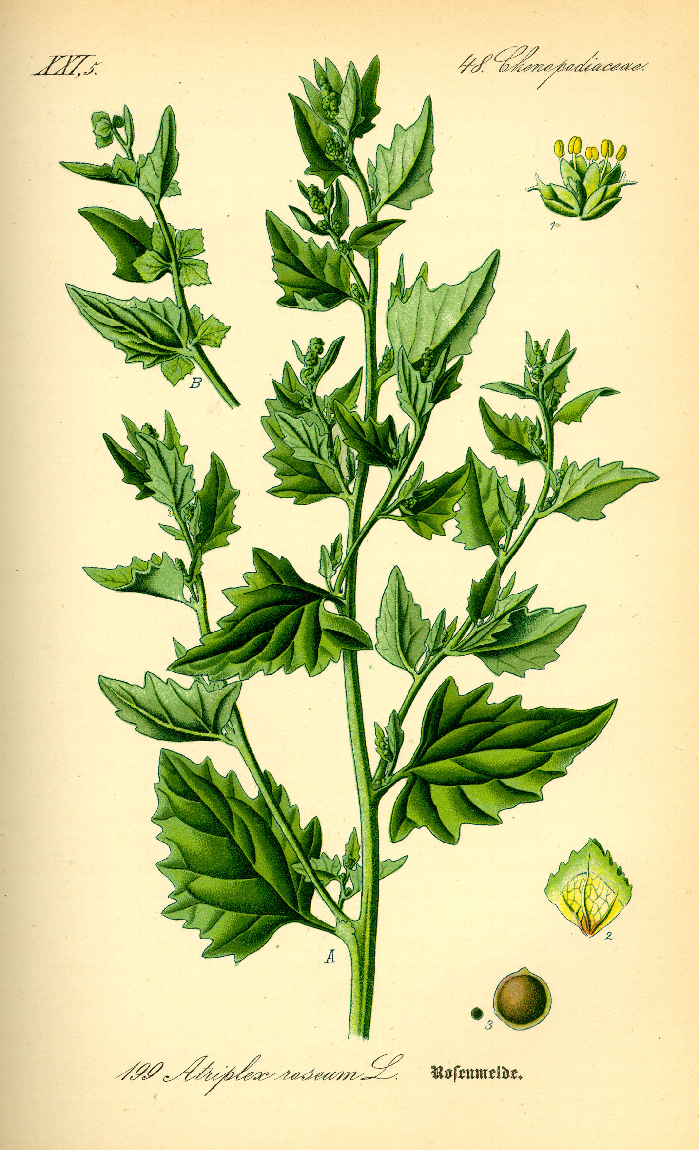Illustration Atriplex rosea0