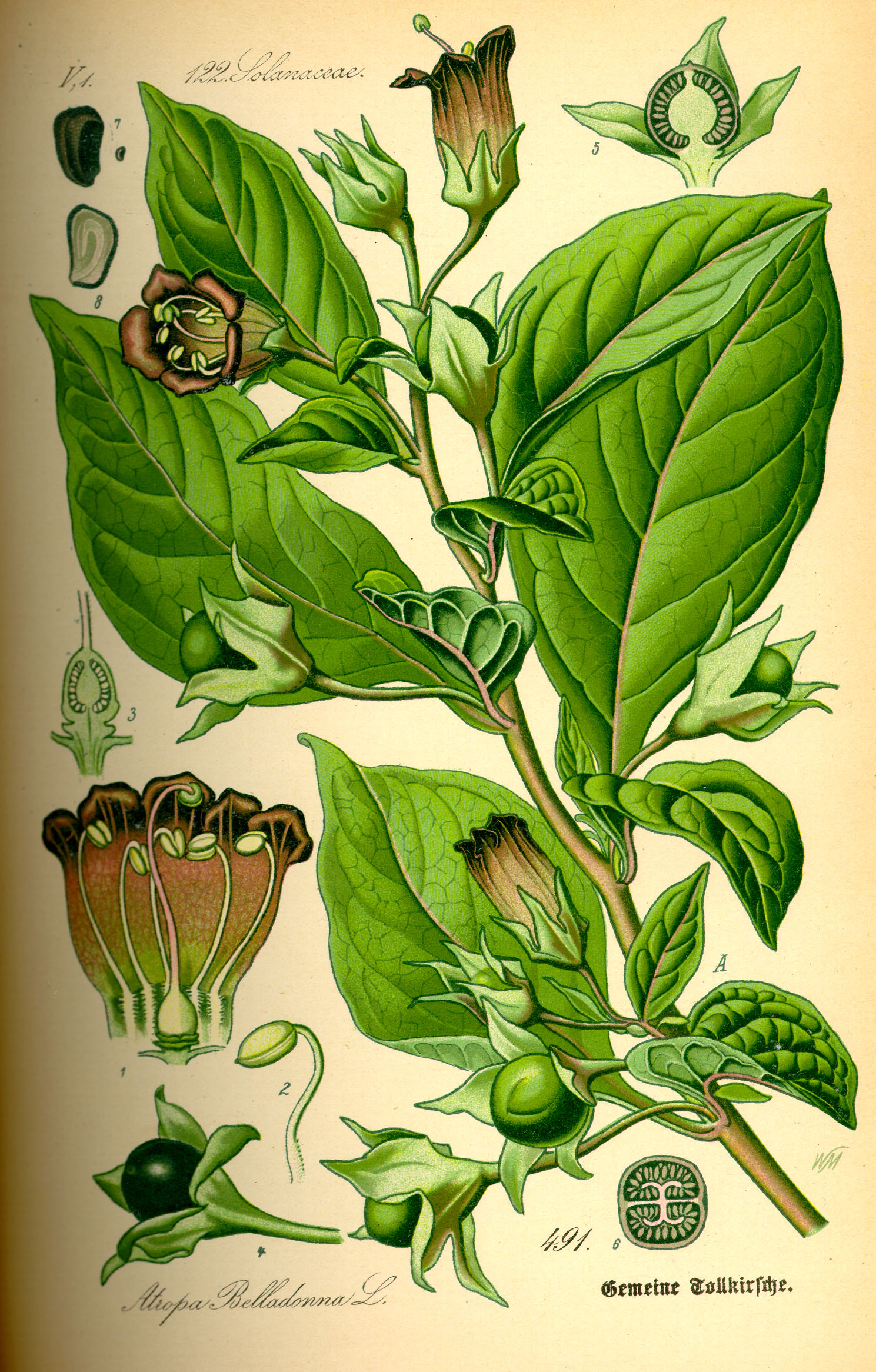Illustration Atropa bella-donna0