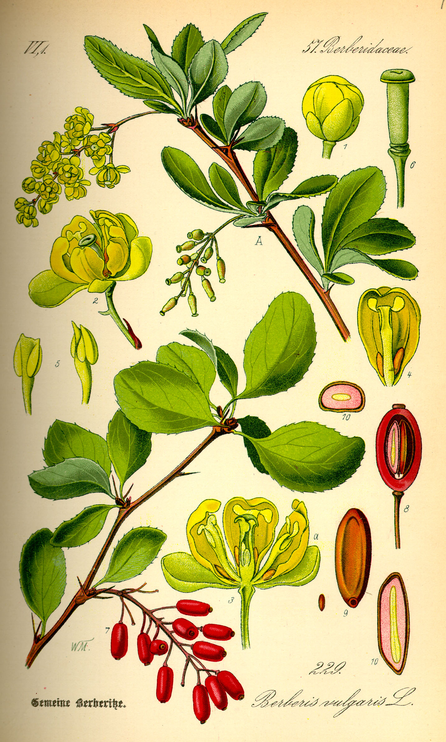 Illustration Berberis vulgaris0