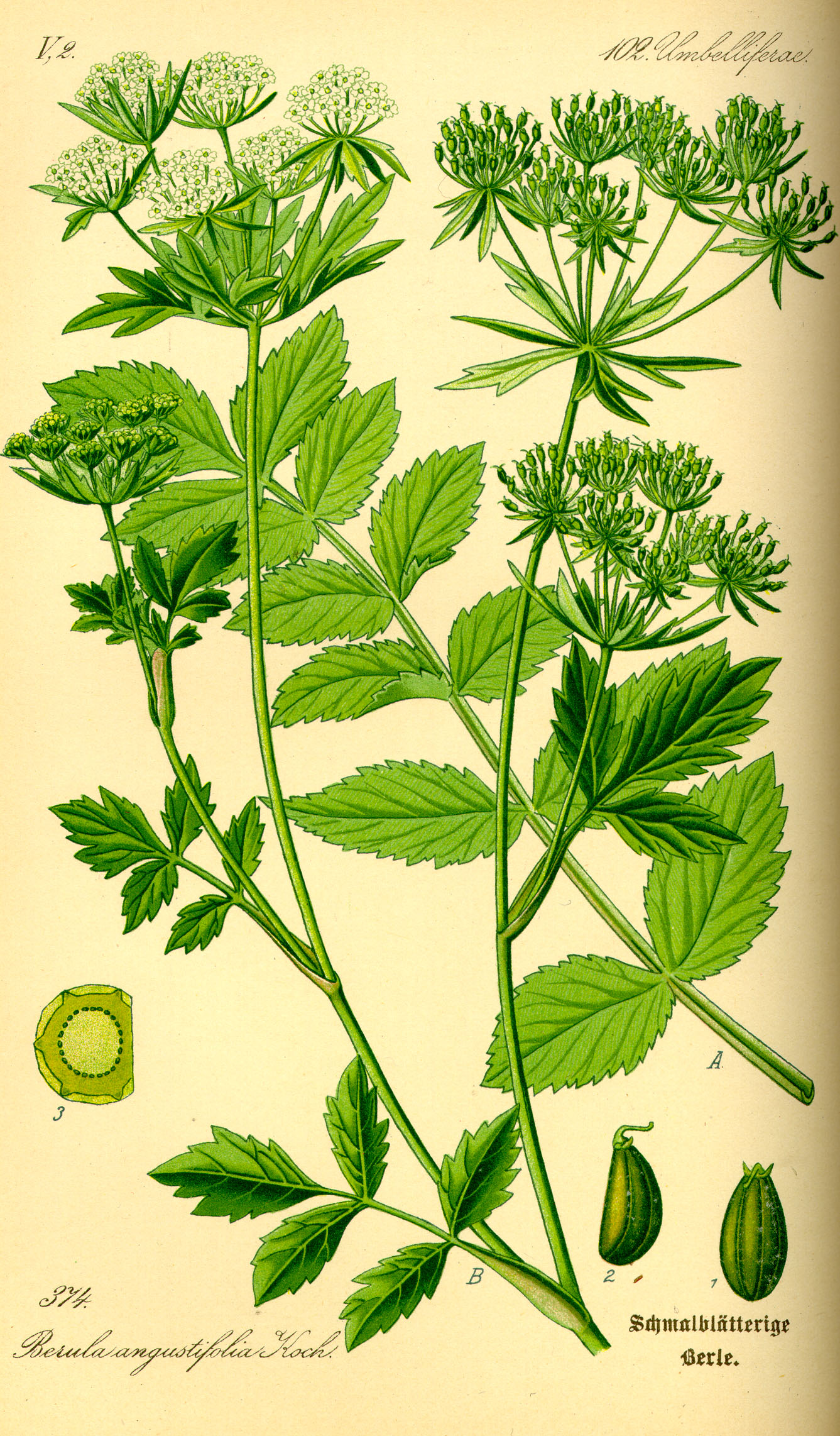 Illustration Berula erecta0