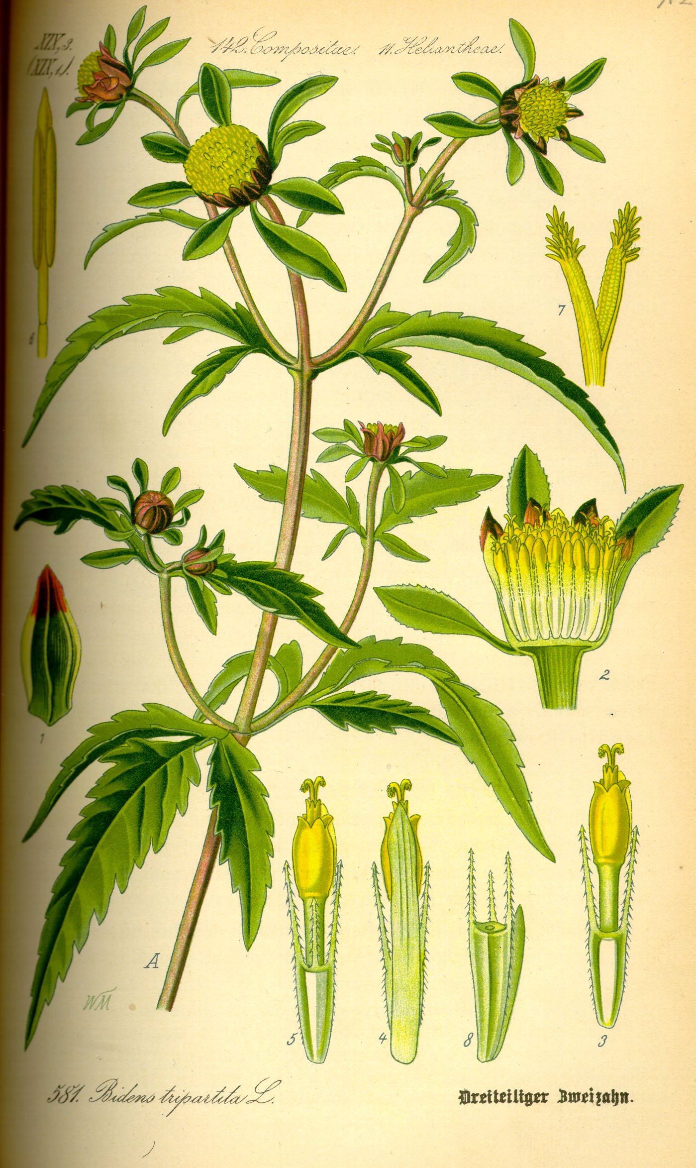 Illustration Bidens tripartita0