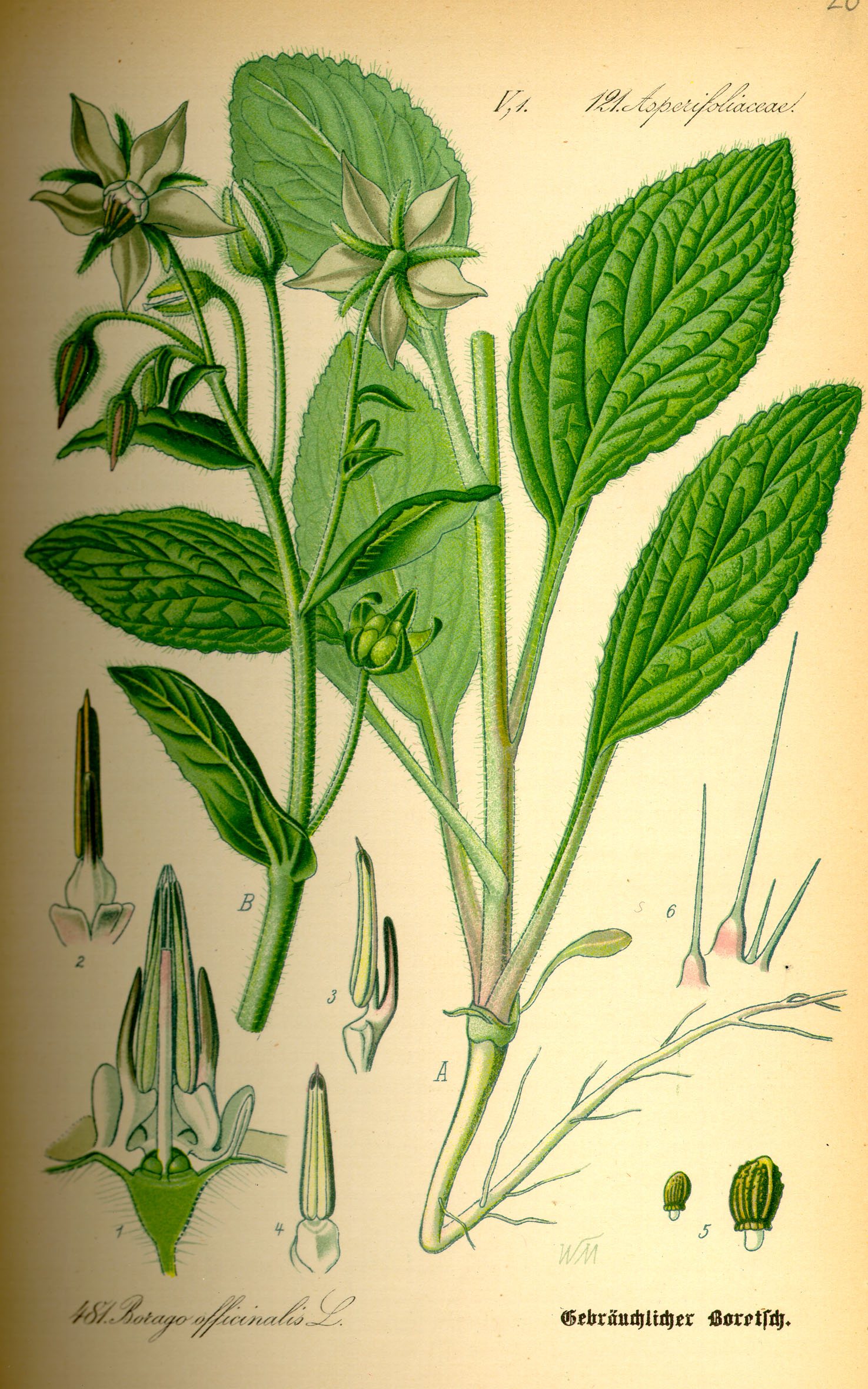 Illustration Borago officinalis0