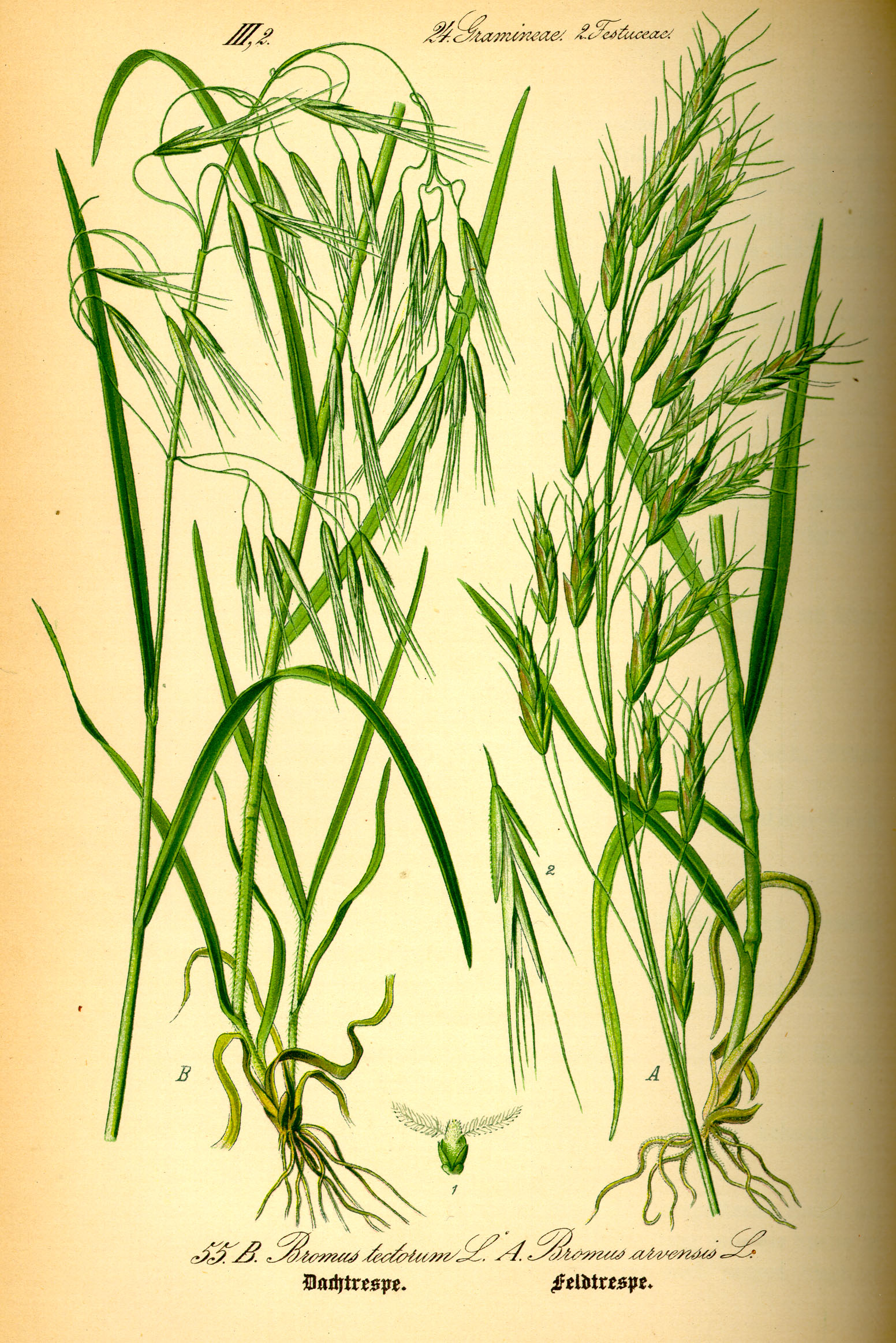Illustration Bromus tectorum0