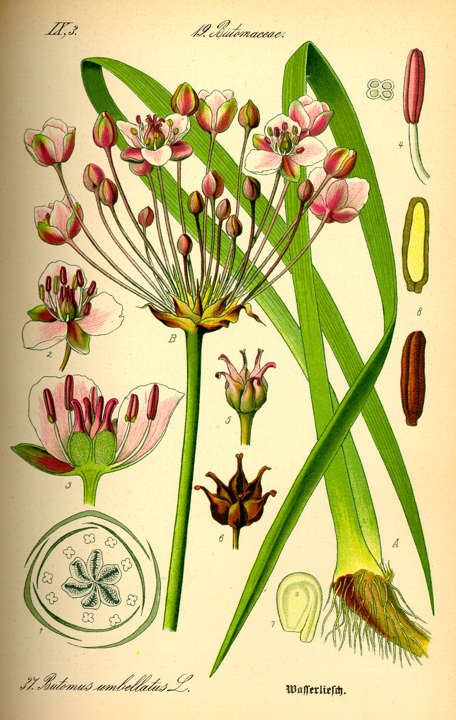 Illustration Butomus umbellatus0