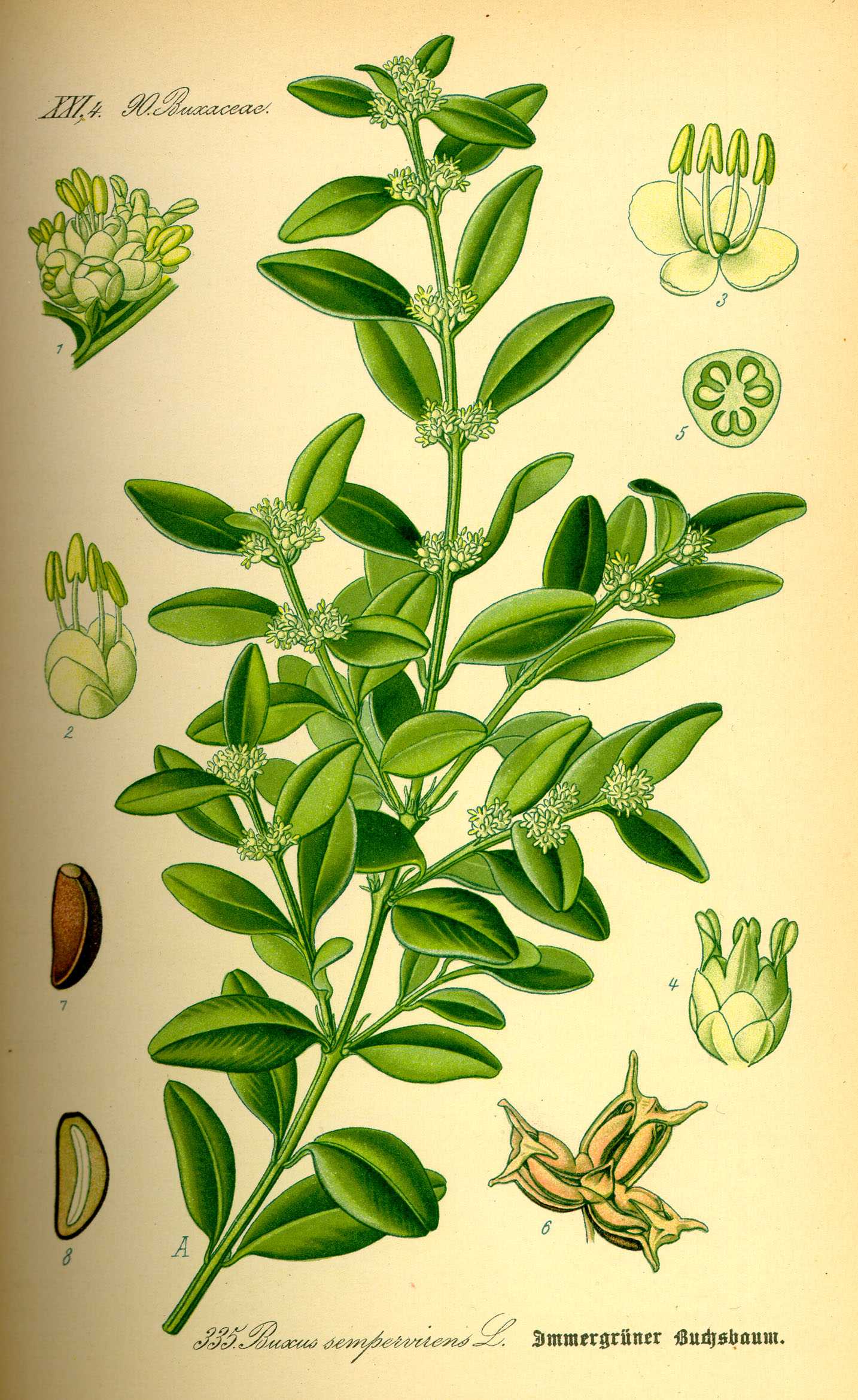 Illustration Buxus sempervirens0