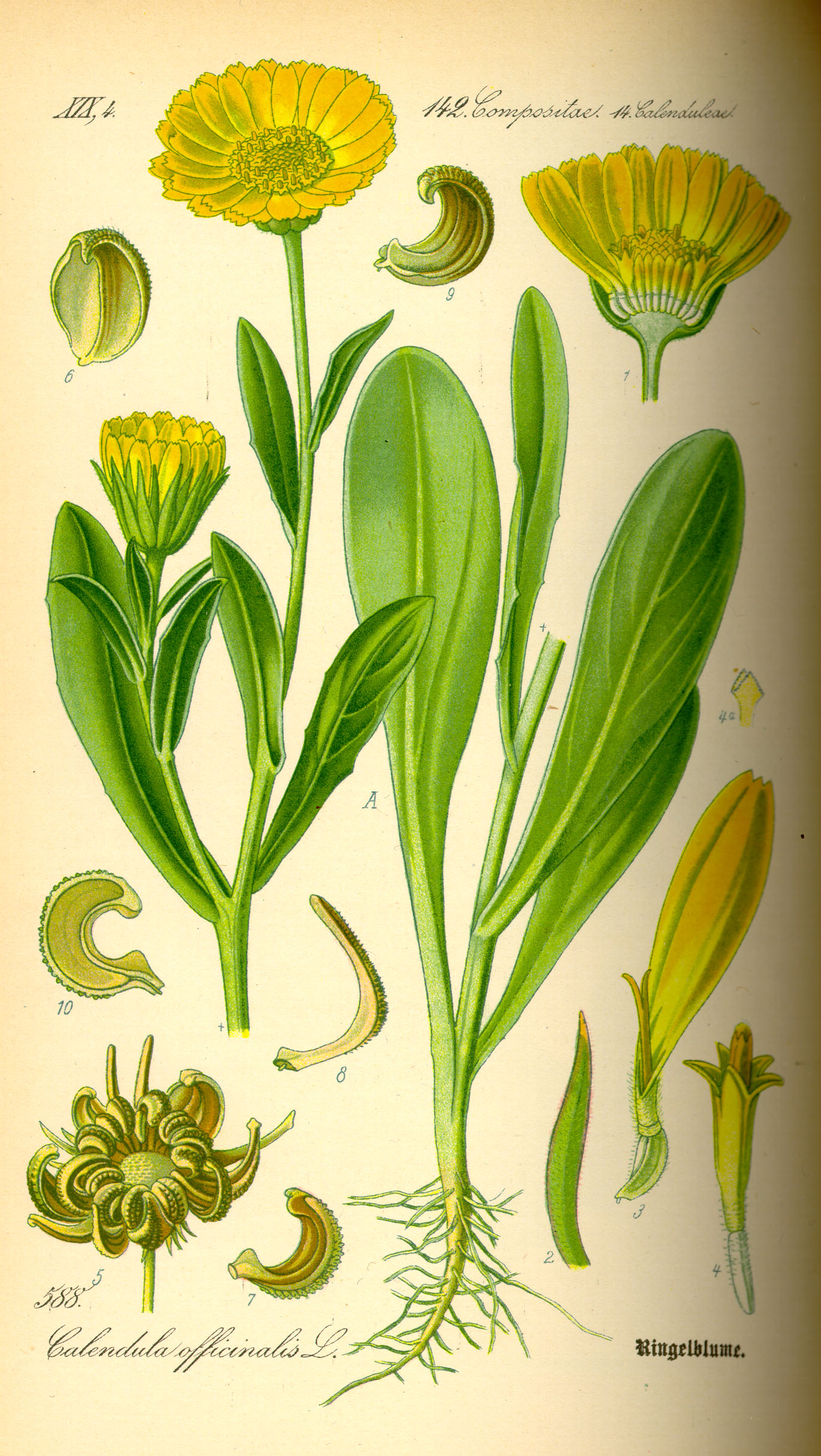 Illustration Calendula officinalis0