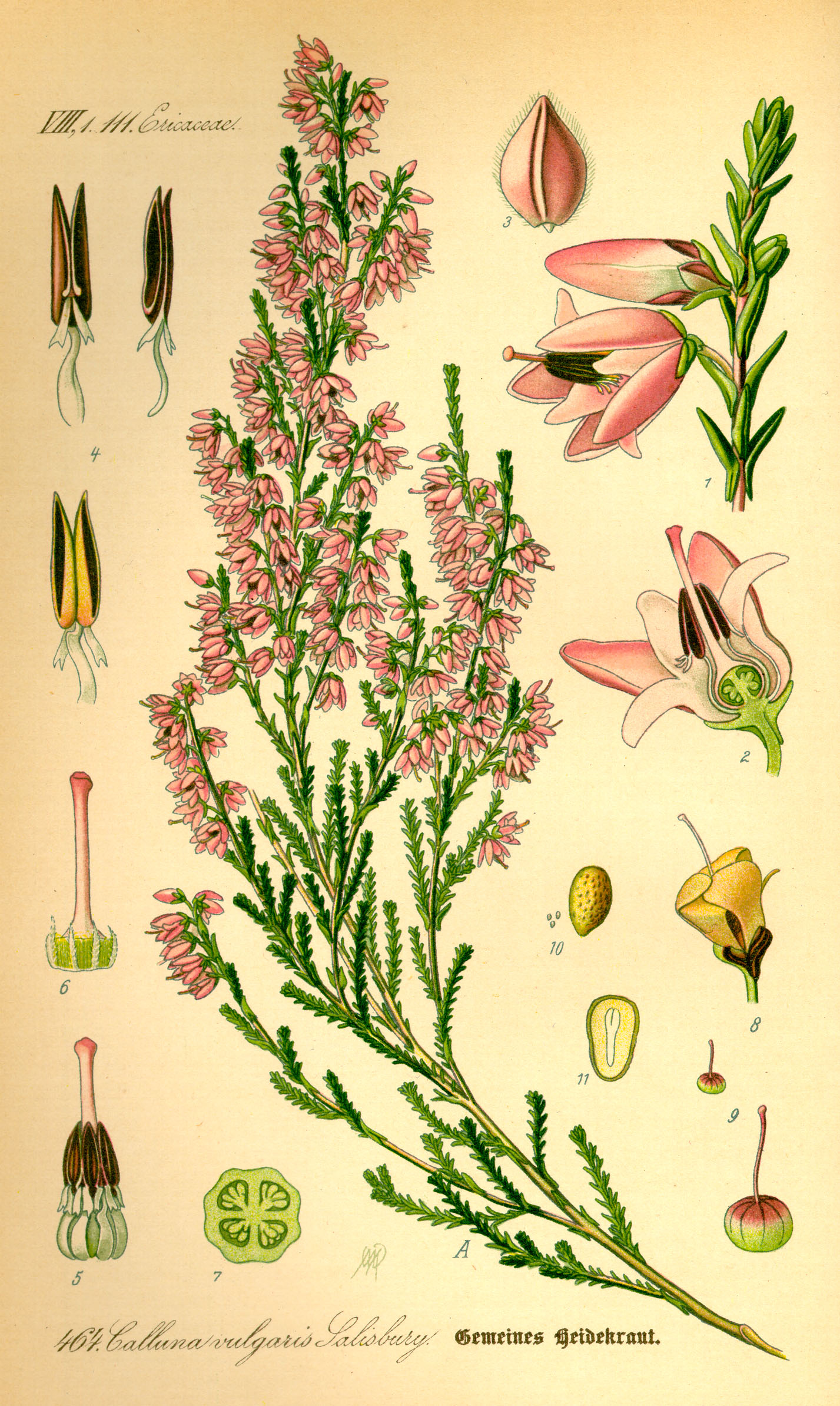Illustration Calluna vulgaris0