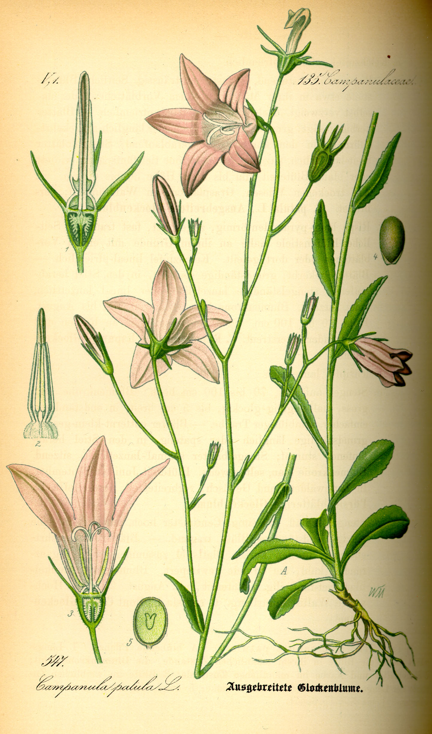 Illustration Campanula patula0