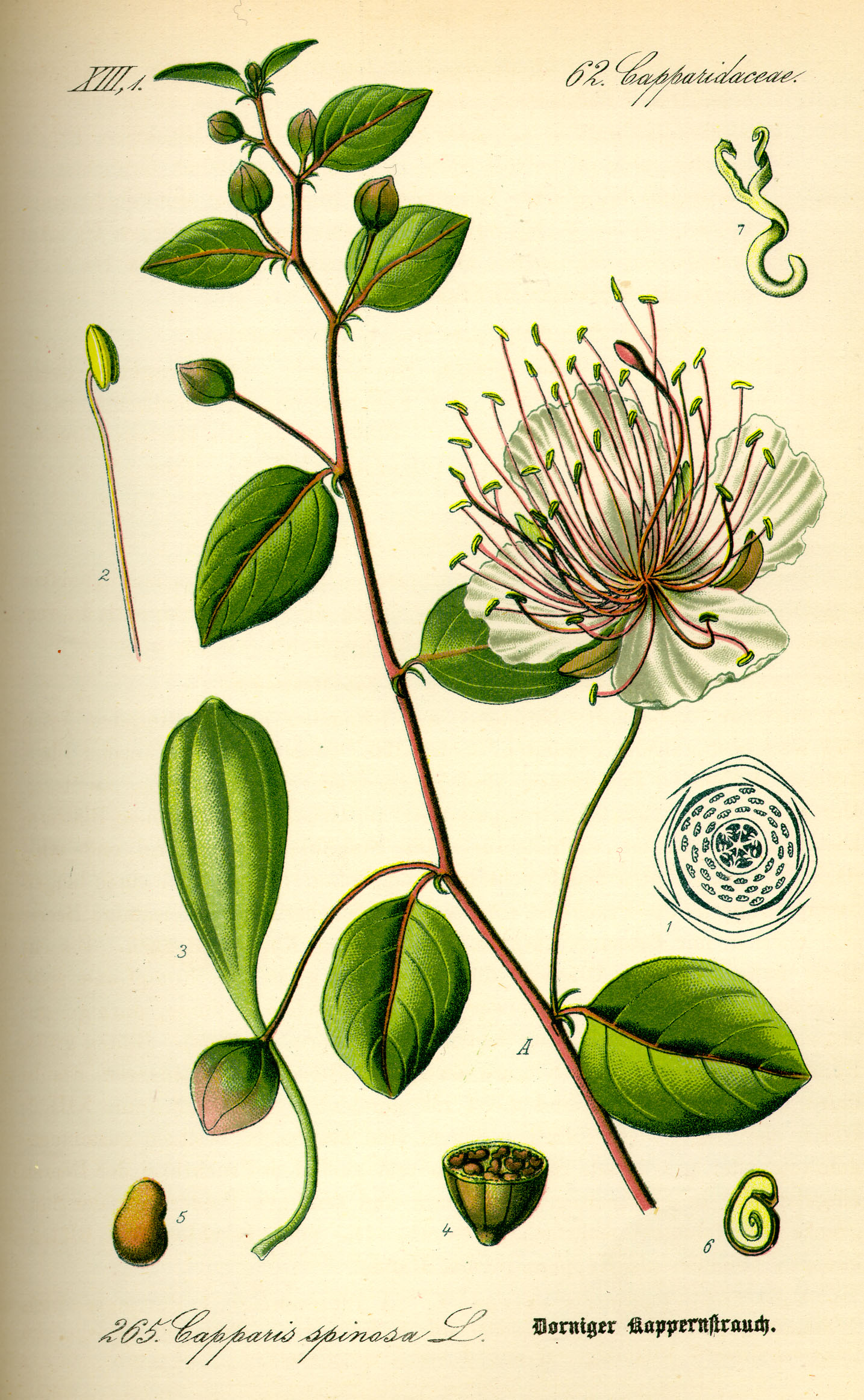 Illustration Capparis spinosa0