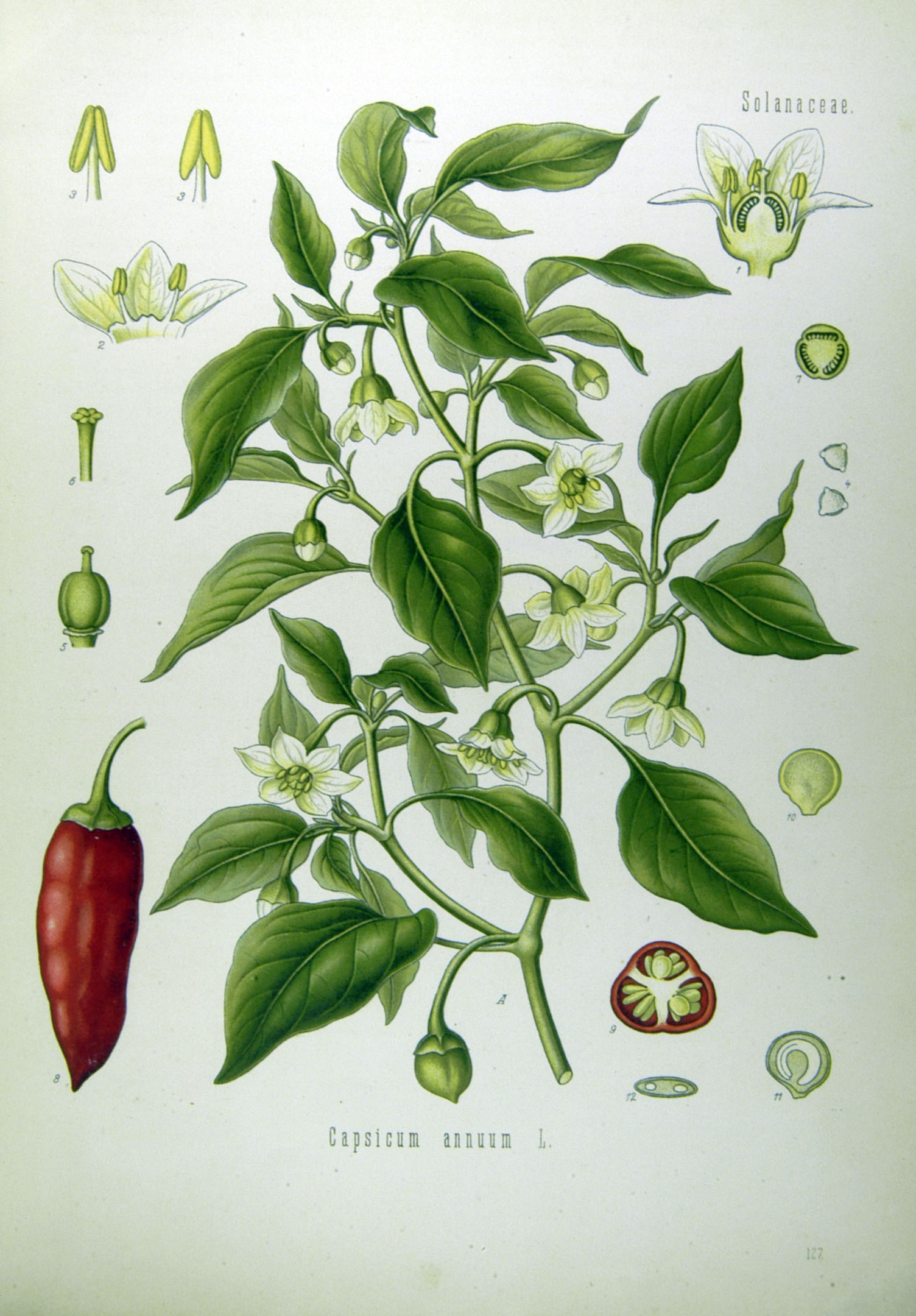 Illustration Capsicum annuum0