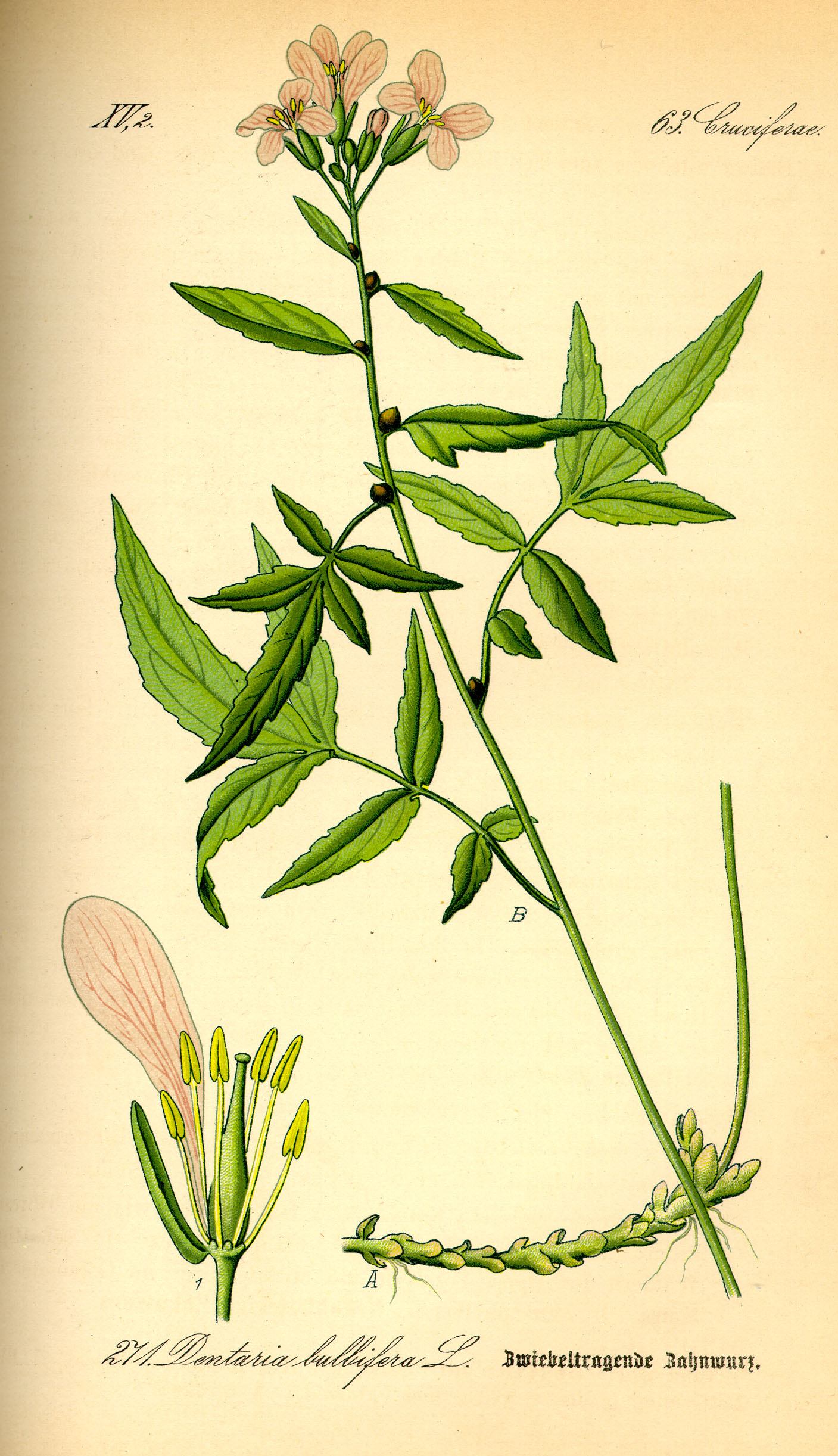 Illustration Cardamine-Dentaria bulbifera0