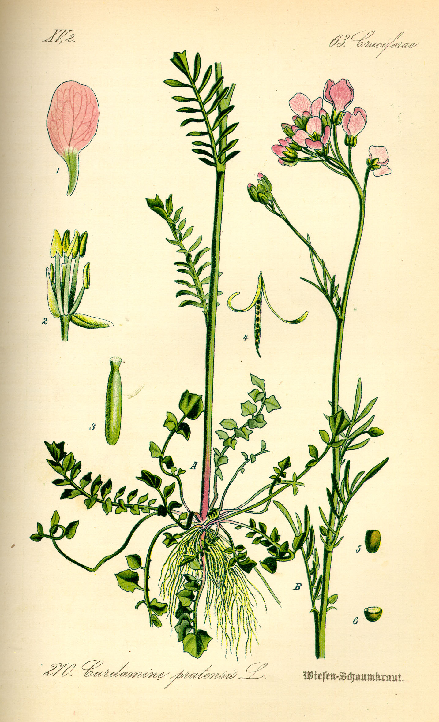 Illustration Cardamine pratensis0
