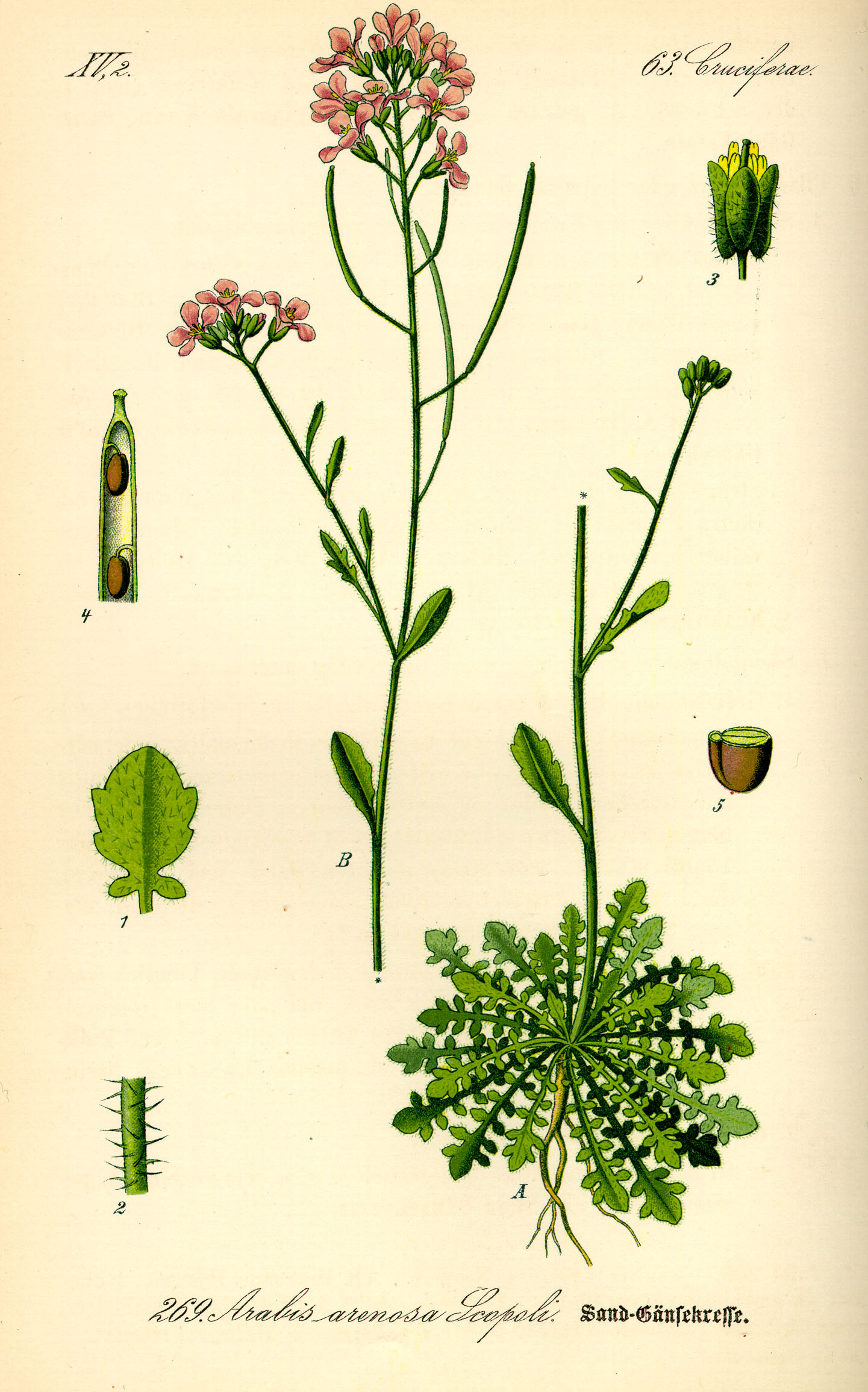 Illustration Cardaminopsis arenosa0