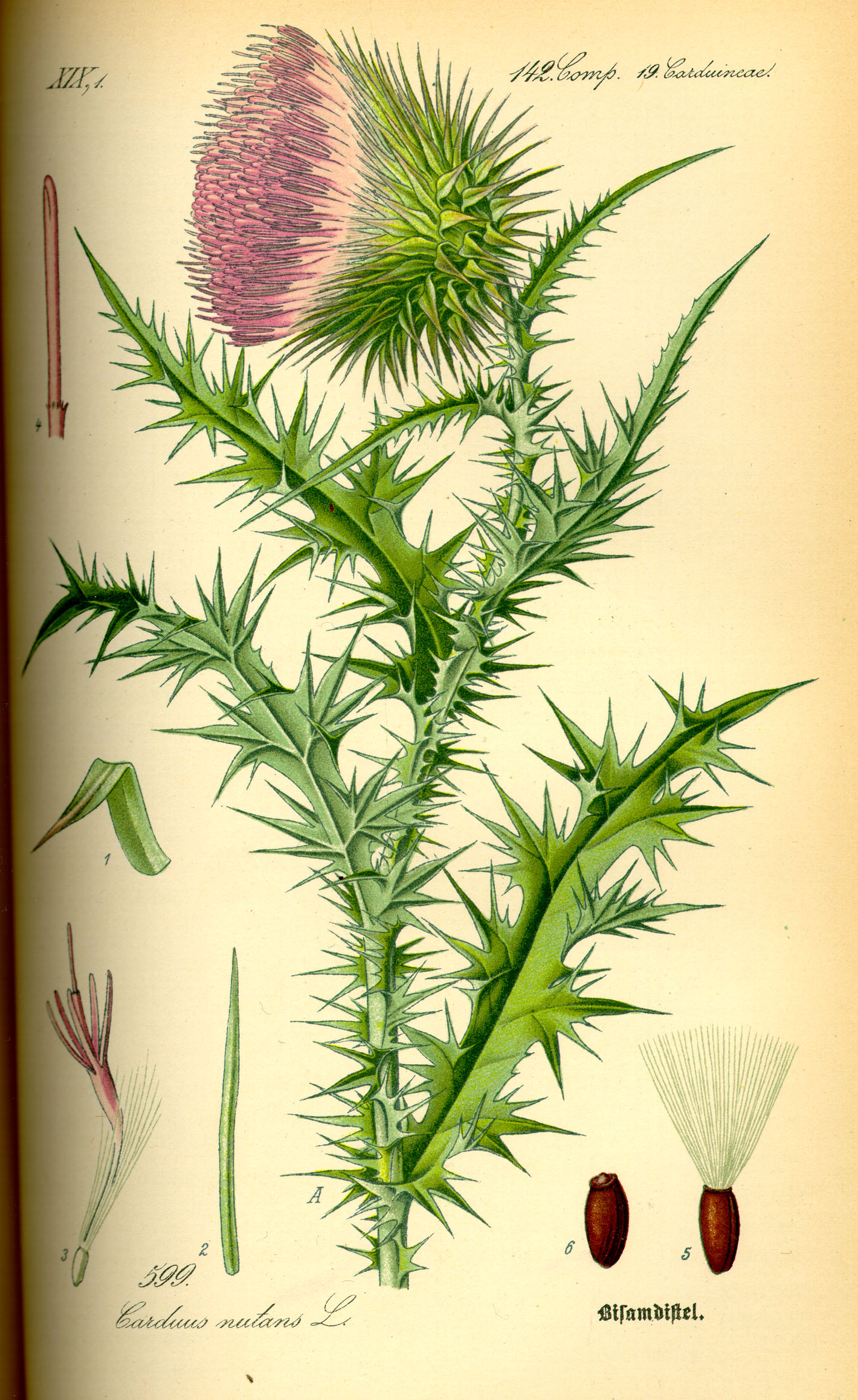 Illustration Carduus nutans0