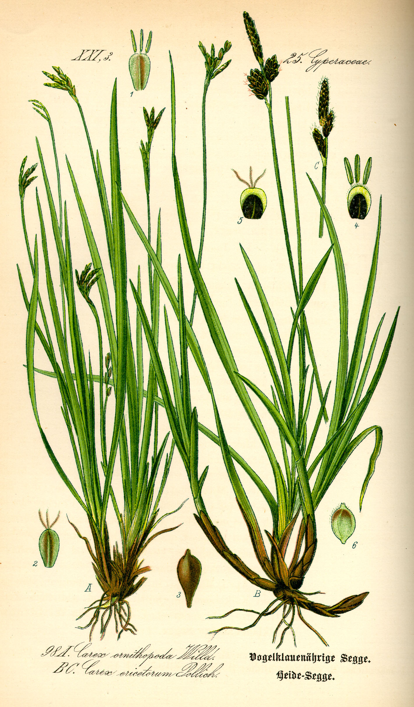 Illustration Carex ornithopoda0