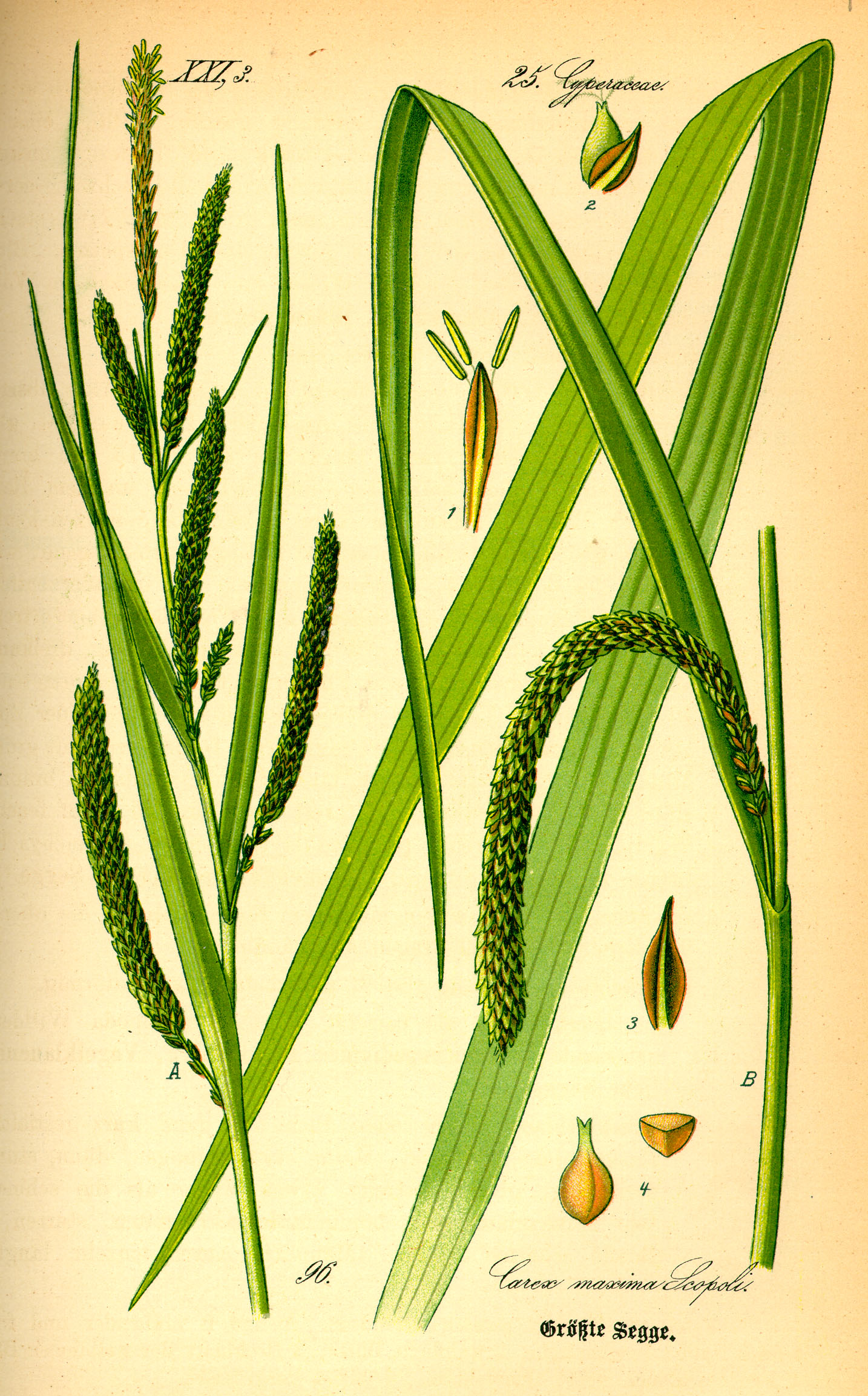Illustration Carex pendula0