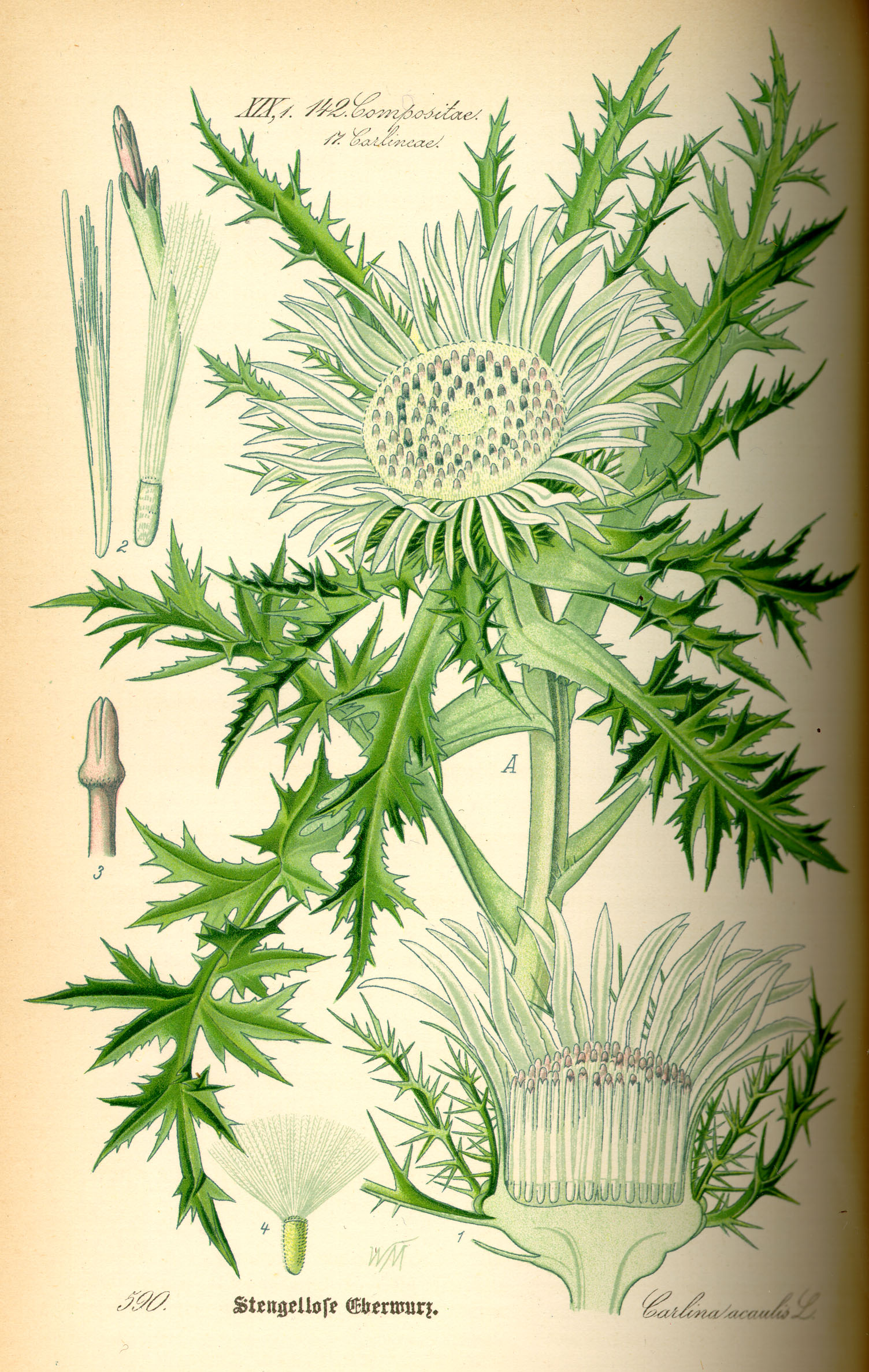 Illustration Carlina acaulis0