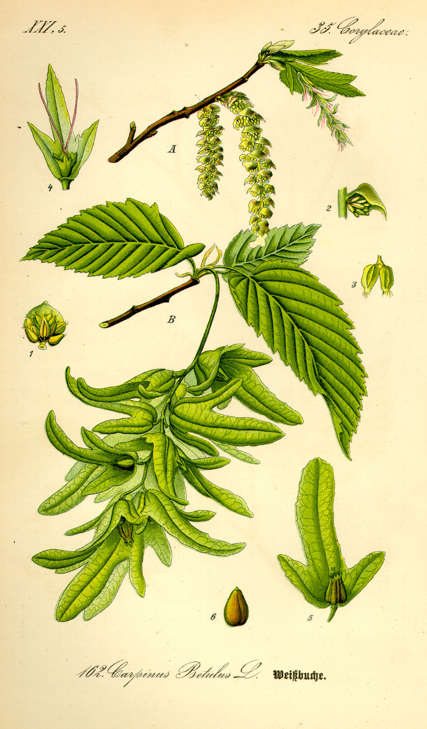Illustration Carpinus betulus0