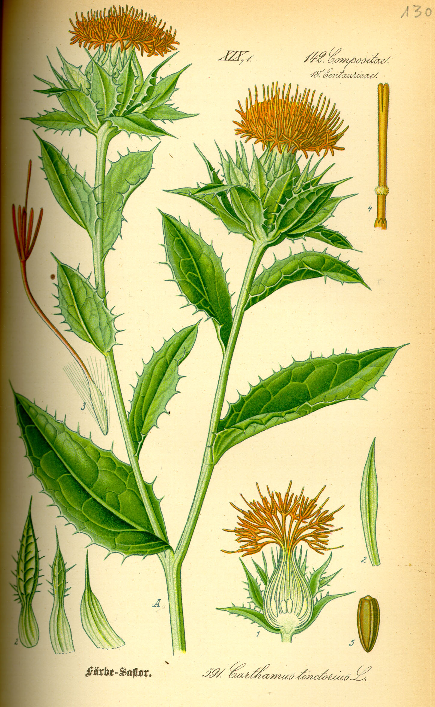 Illustration Carthamus tinctorius0