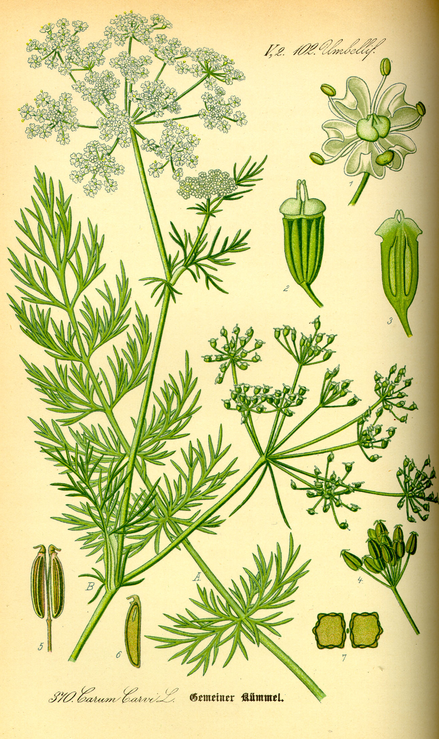 Illustration Carum carvi0