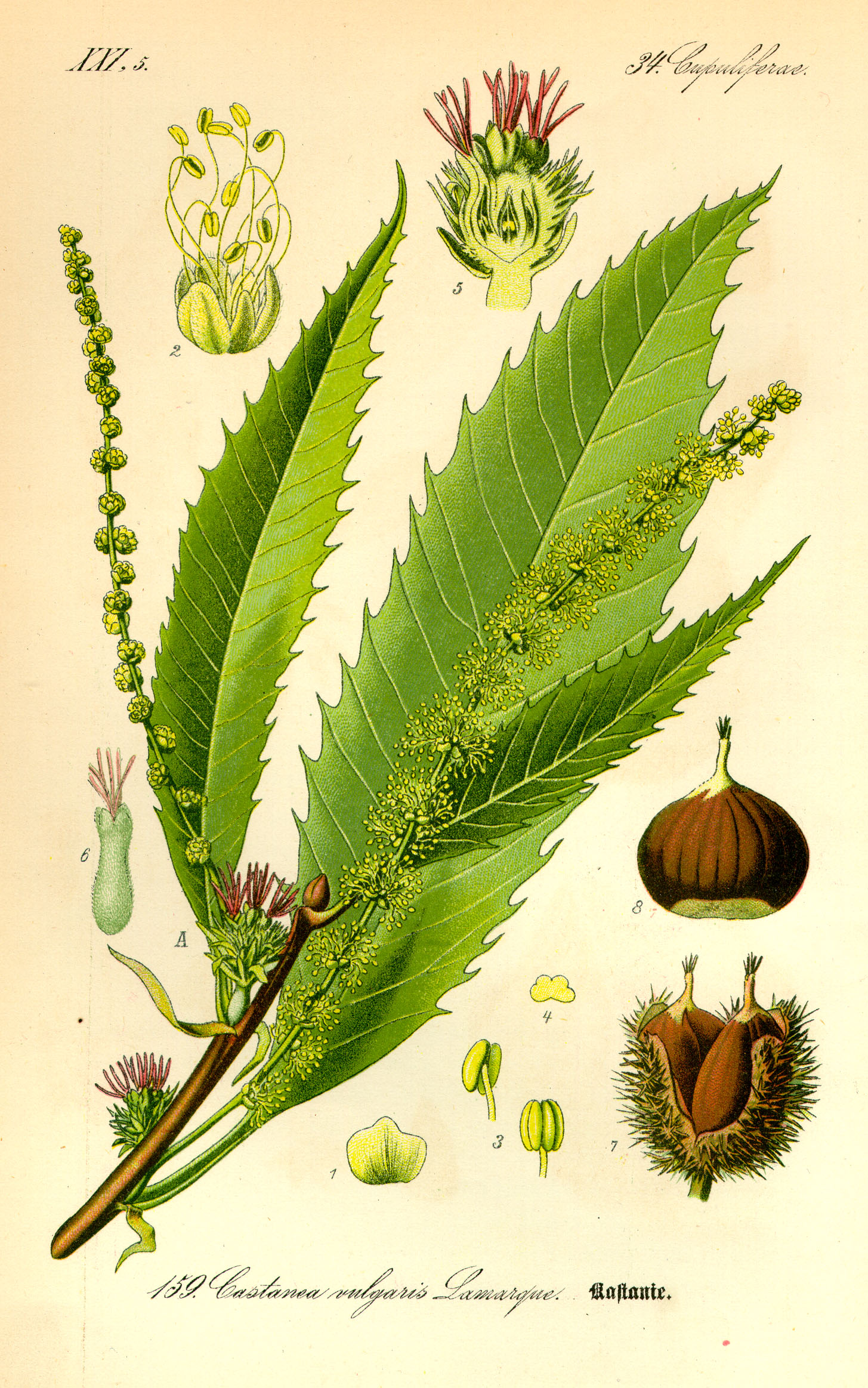 Illustration Castanea sativa0