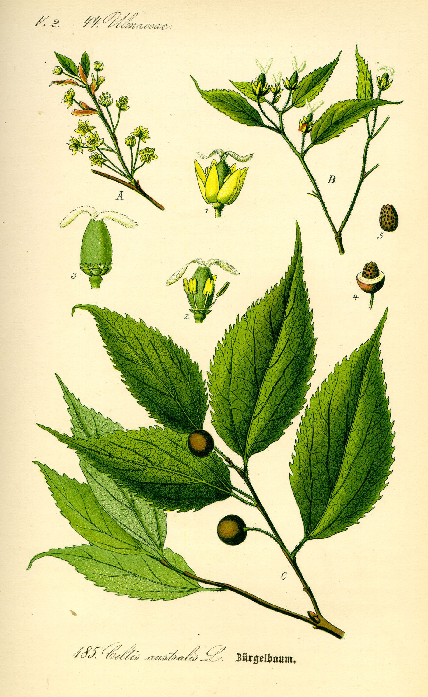 Illustration Celtis australis0