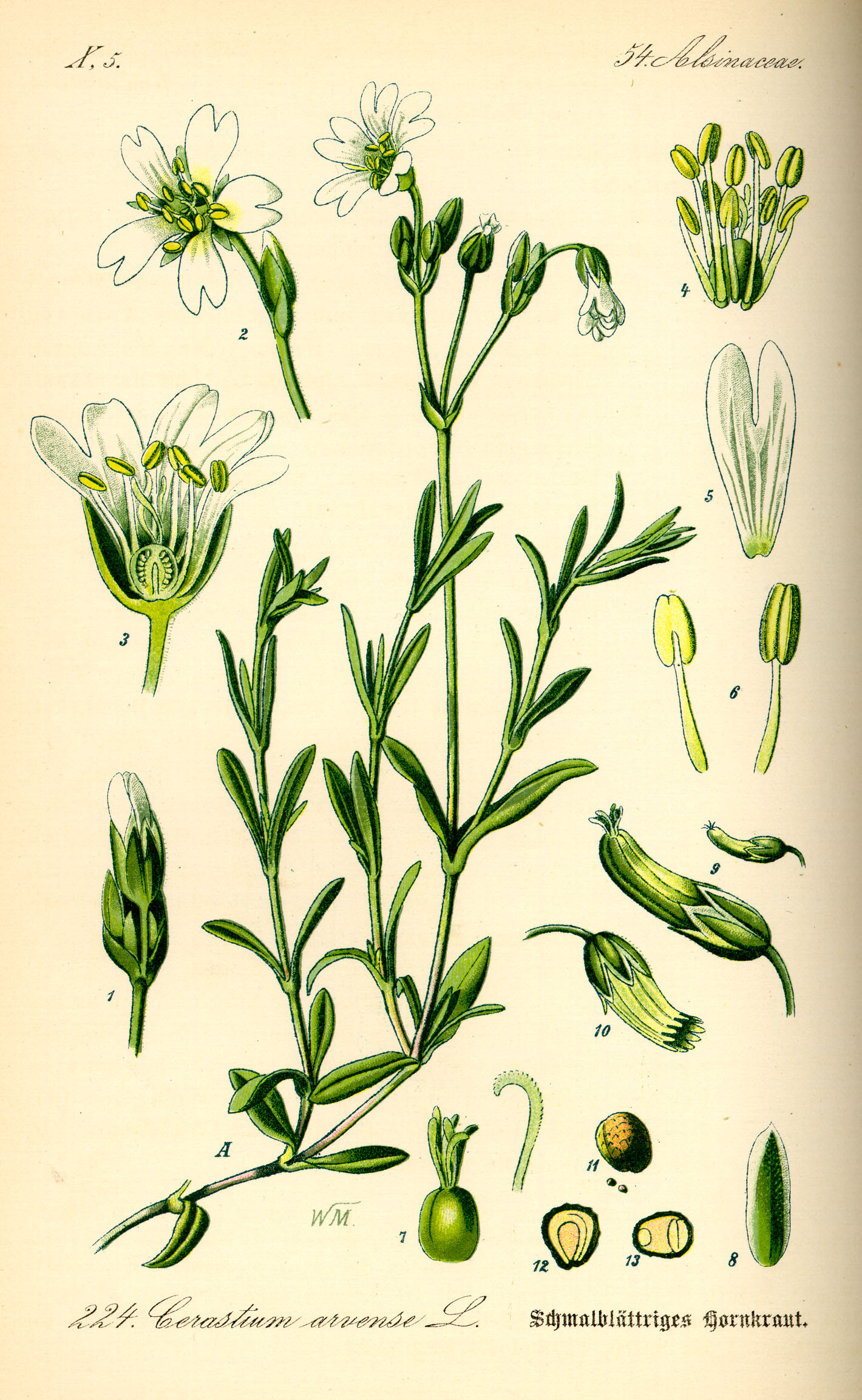 Illustration Cerastium arvense0