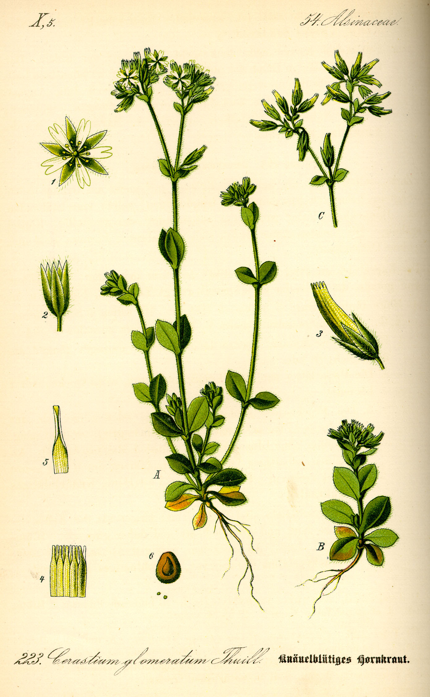 Illustration Cerastium glomeratum0
