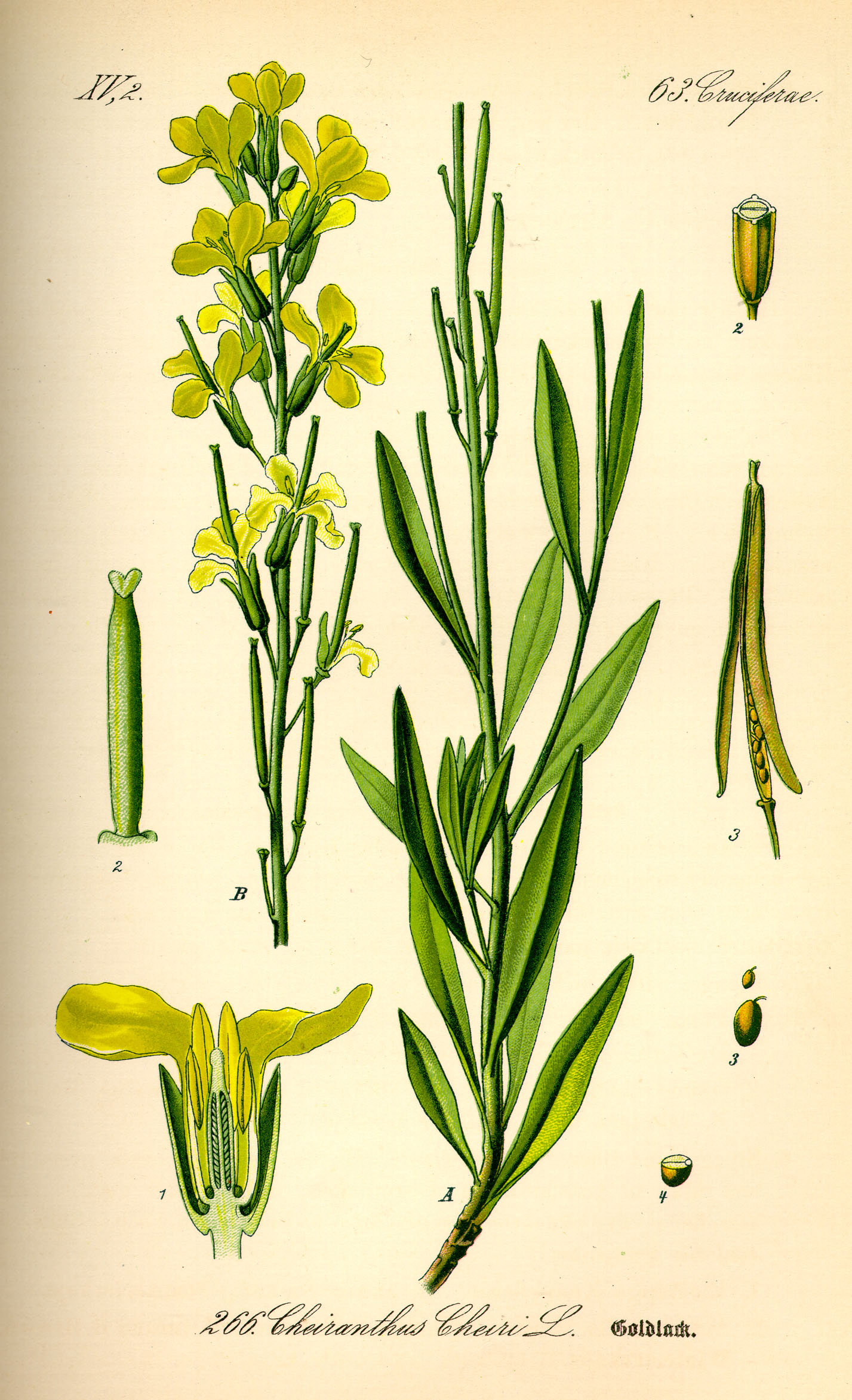 Illustration Cheiranthus cheiri0