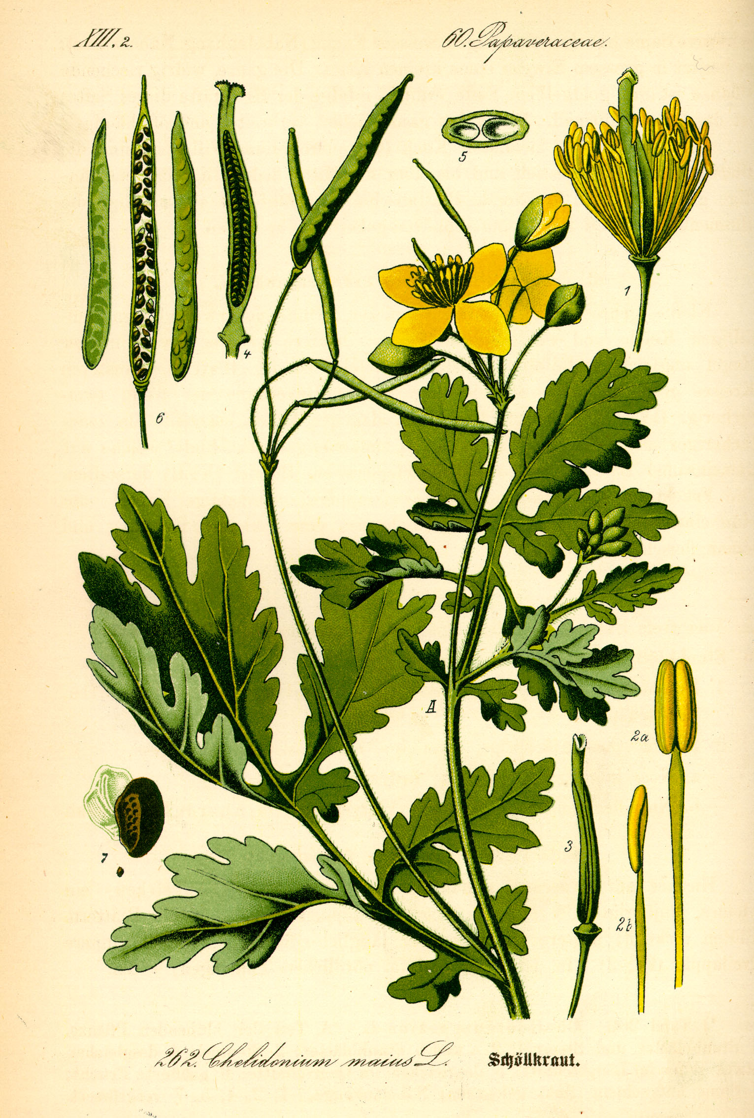 Illustration Chelidonium majus0