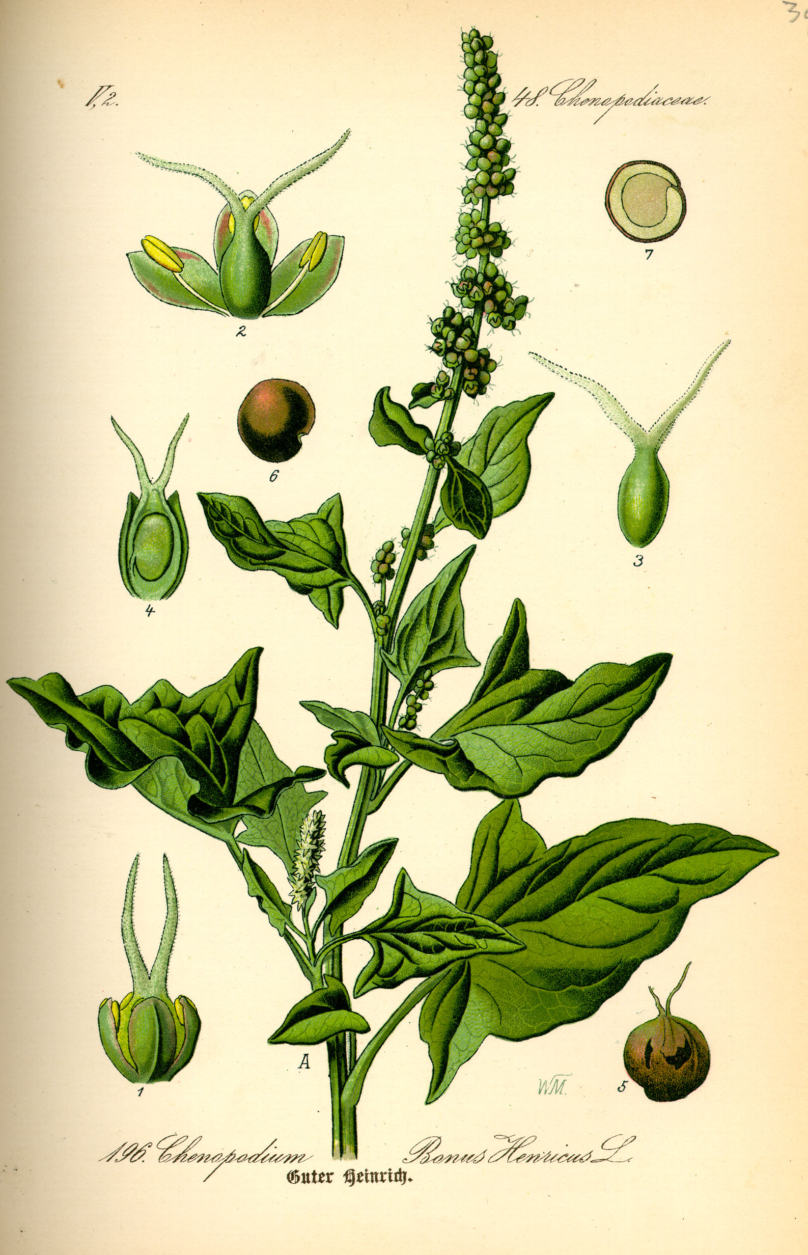 Illustration Chenopodium bonus-henricus0