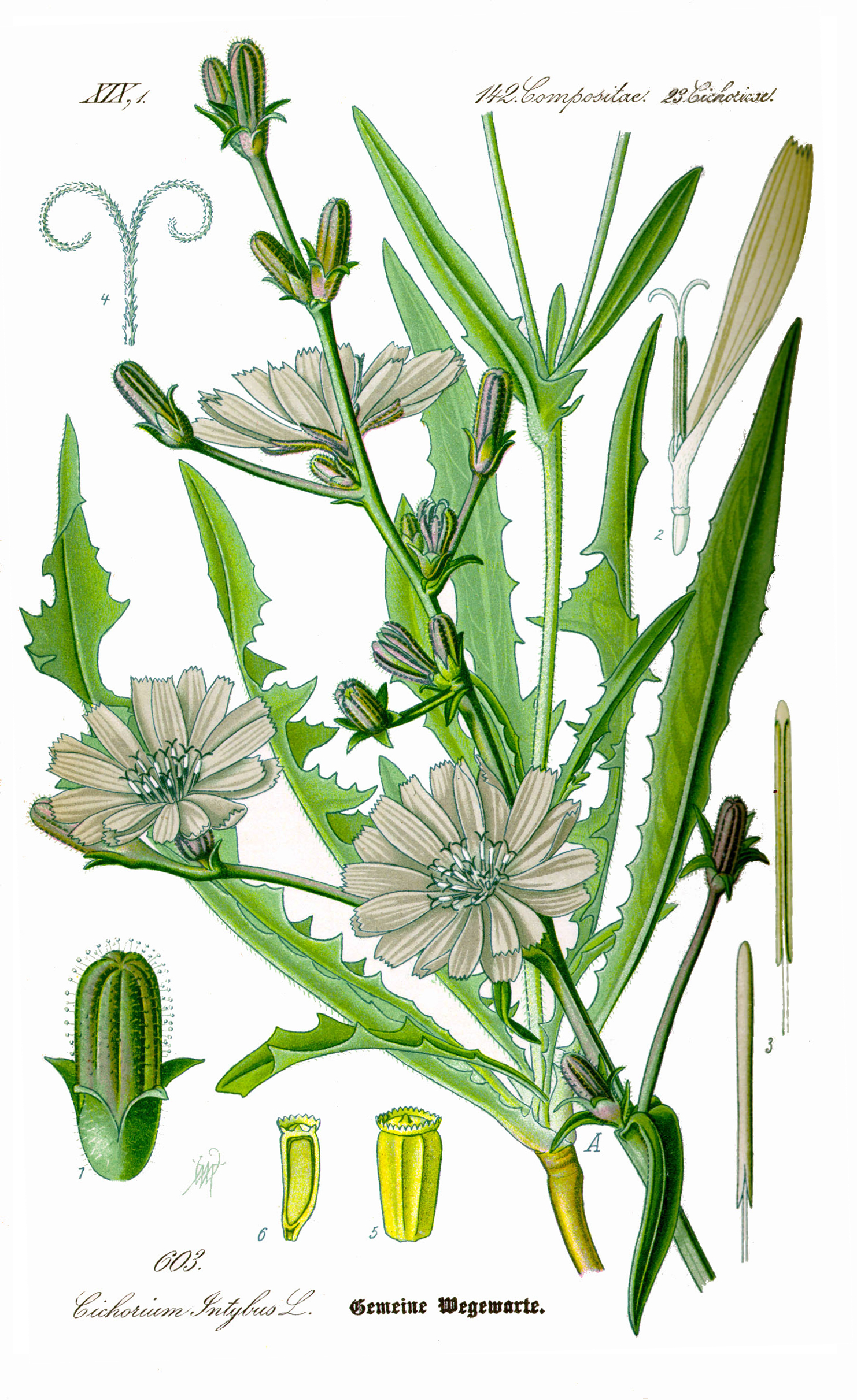 Illustration Cichorium intybus0