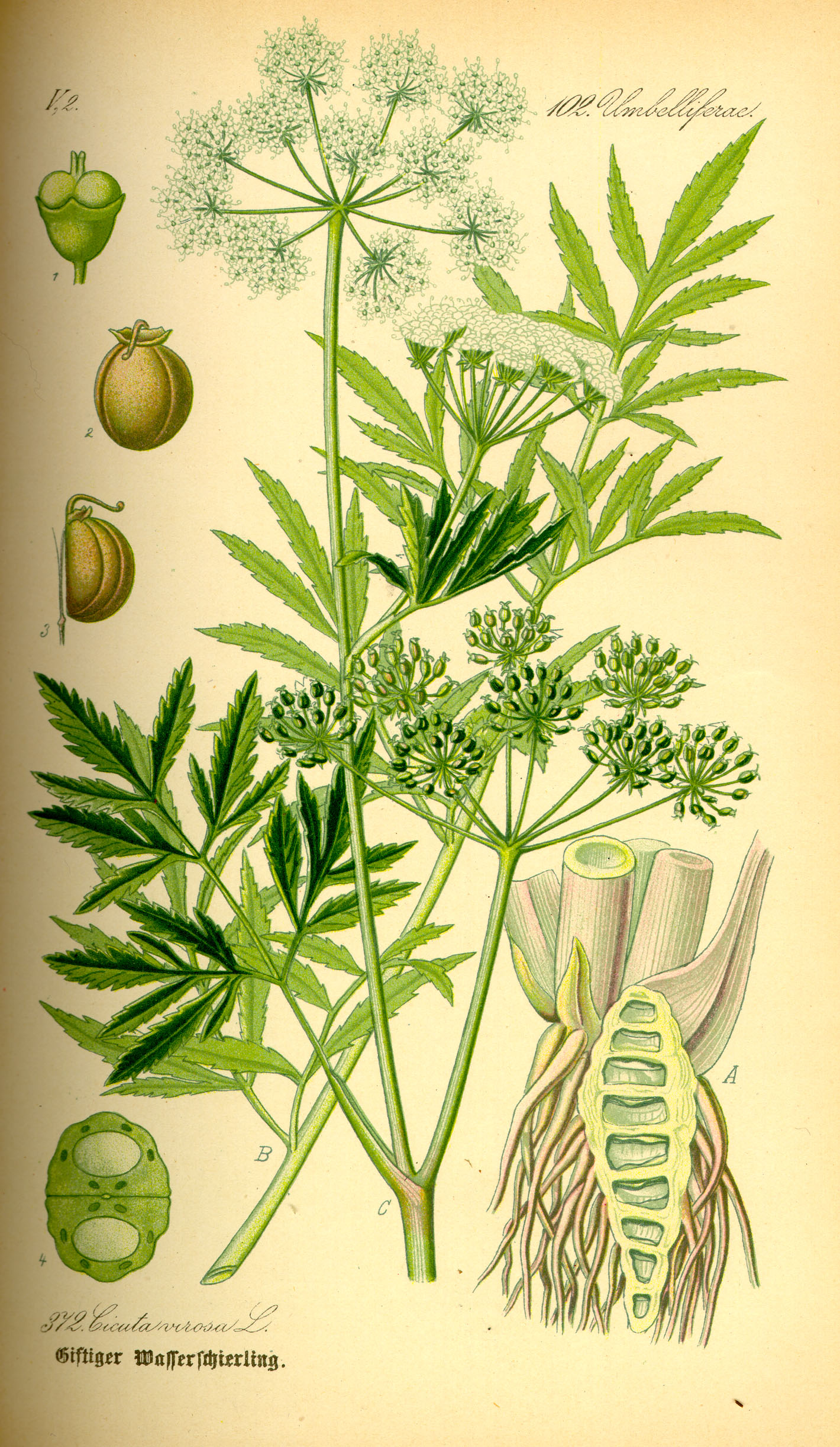 Illustration Cicuta virosa0