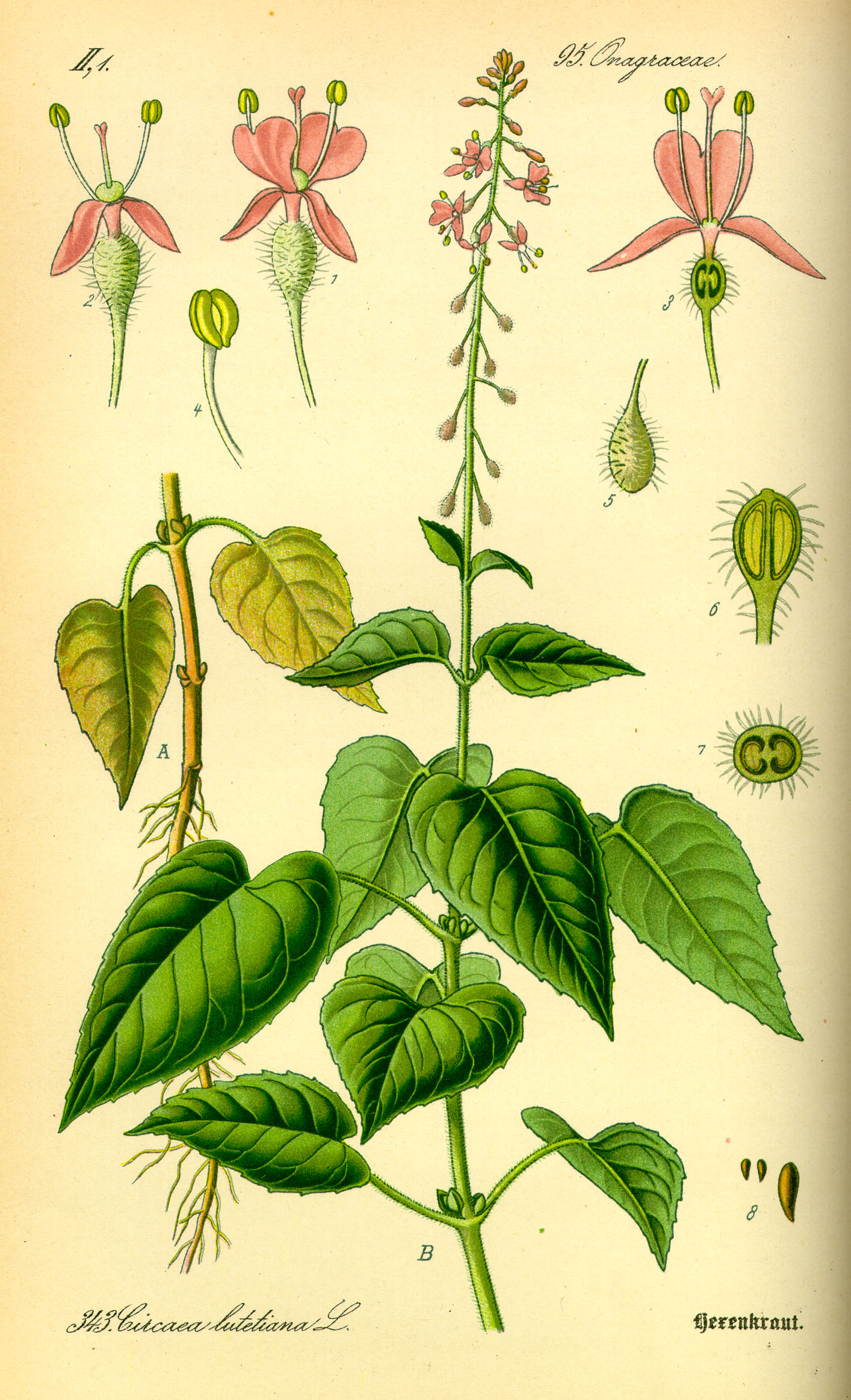 Illustration Circaea lutetiana0