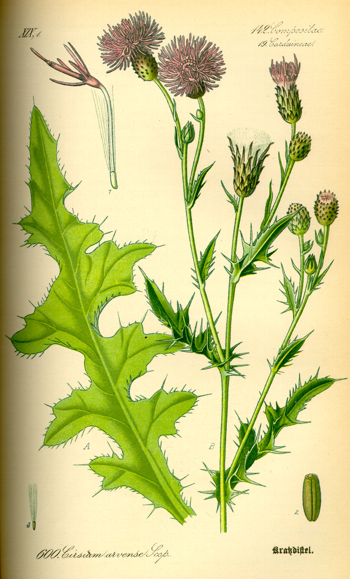 Illustration Cirsium arvense0