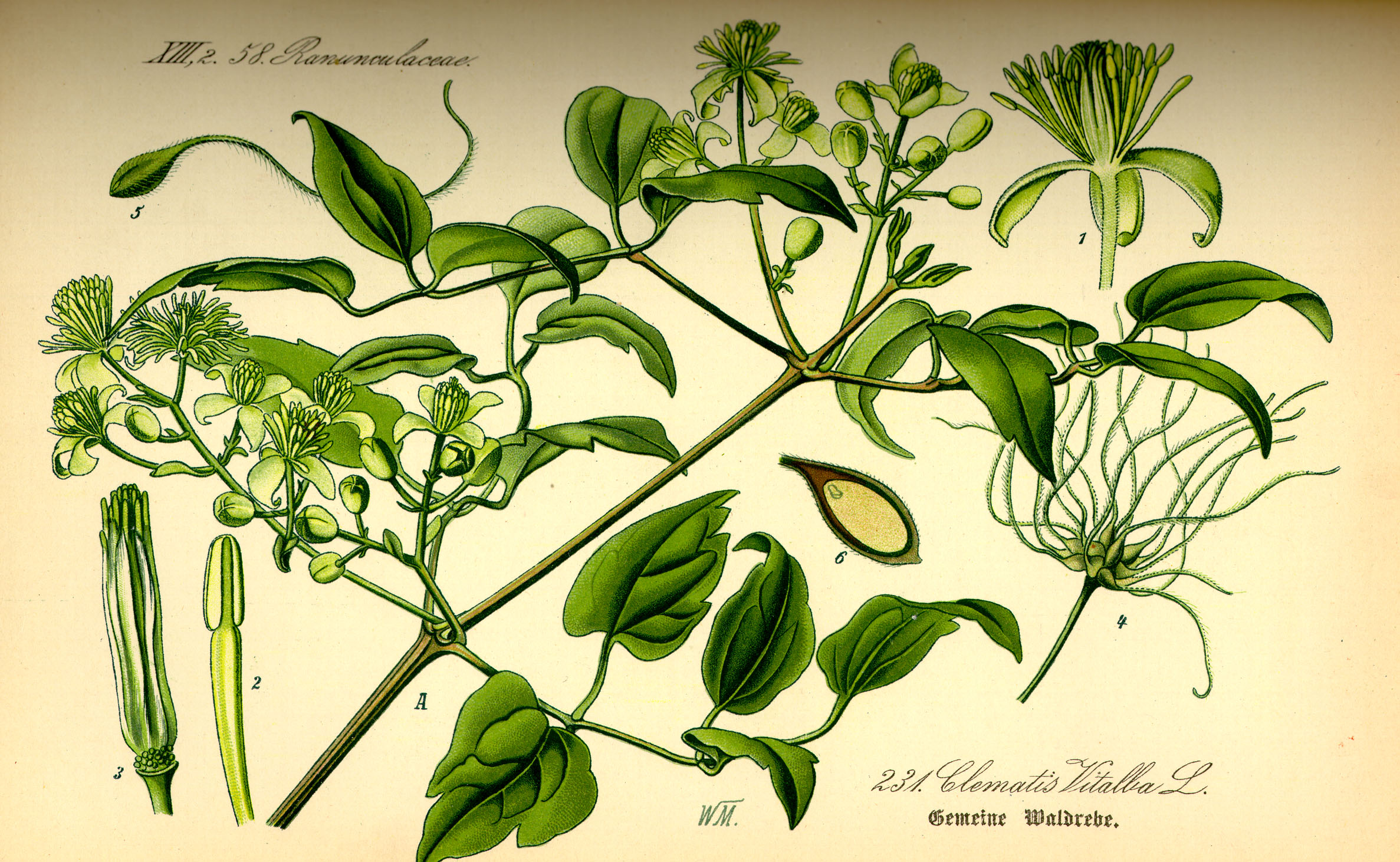 Illustration Clematis vitalba0