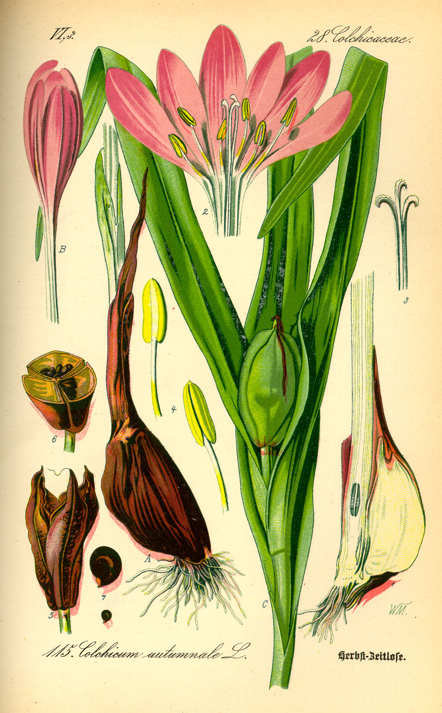 Illustration Colchicum autumnale0