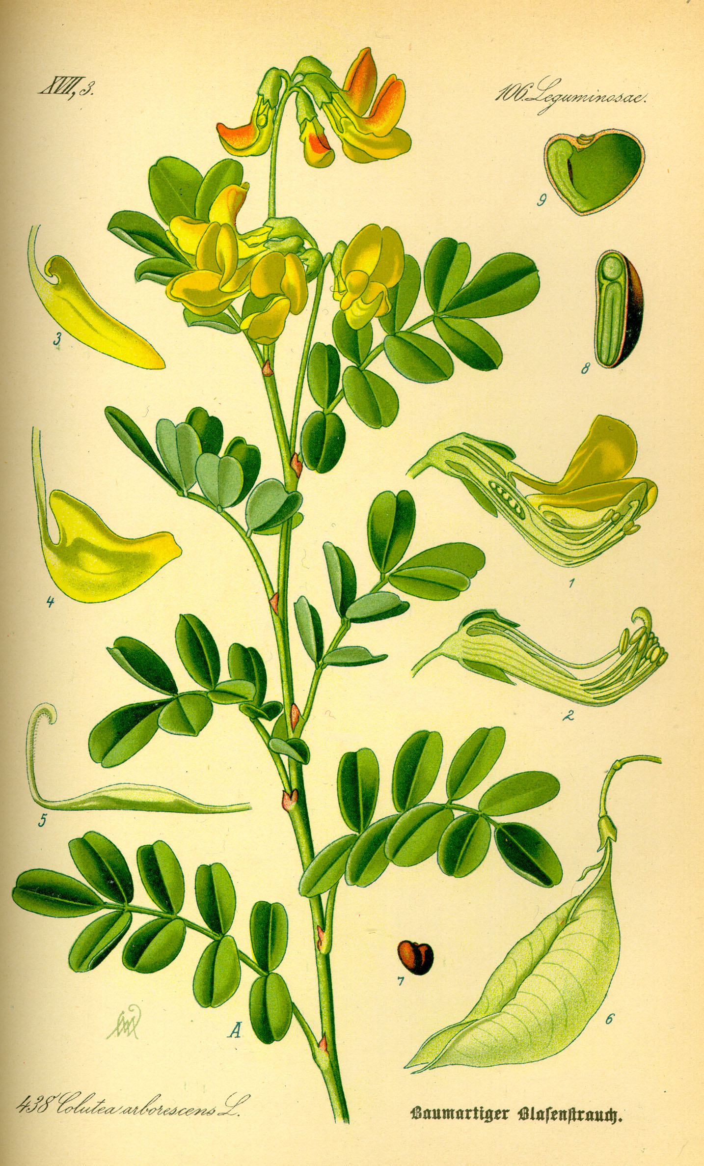 Illustration Colutea arborescens0